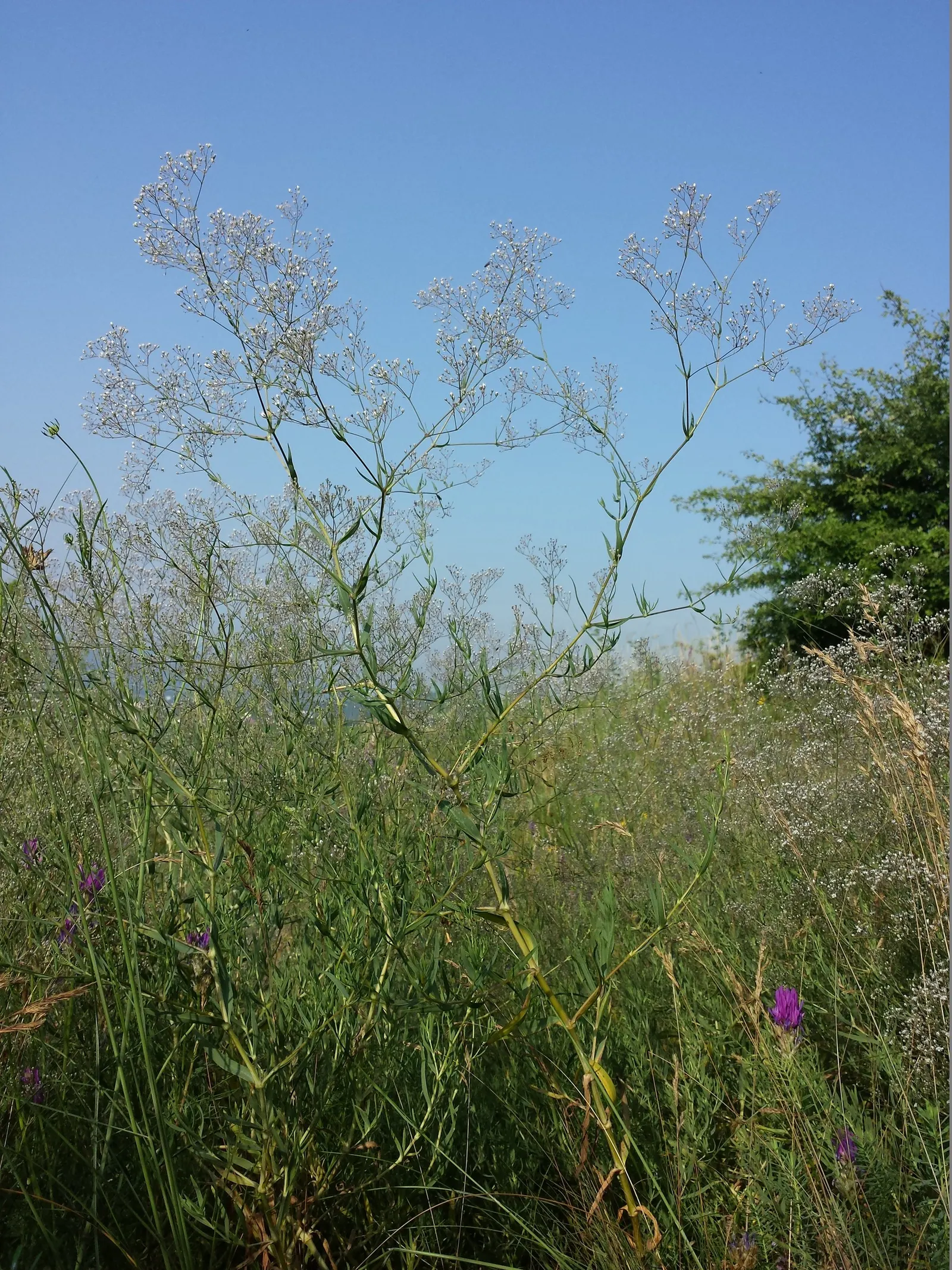 Baby's Breath, Baby'S-Breath (Gypsophila Paniculata) — ethereal touch to landscapes and floral arrangements; airy touch to any garden design, image 91