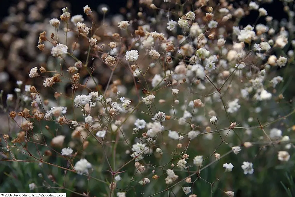 Baby's Breath, Baby'S-Breath (Gypsophila Paniculata) — Favored in garden designs for its delicate texture; airy touch to any garden design