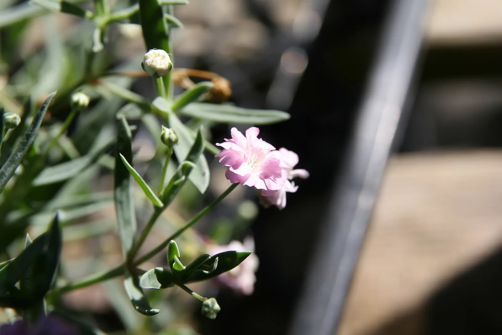 Baby's Breath, Baby'S-Breath (Gypsophila Paniculata) — perennial with pink and white blooms; airy touch to any garden design
