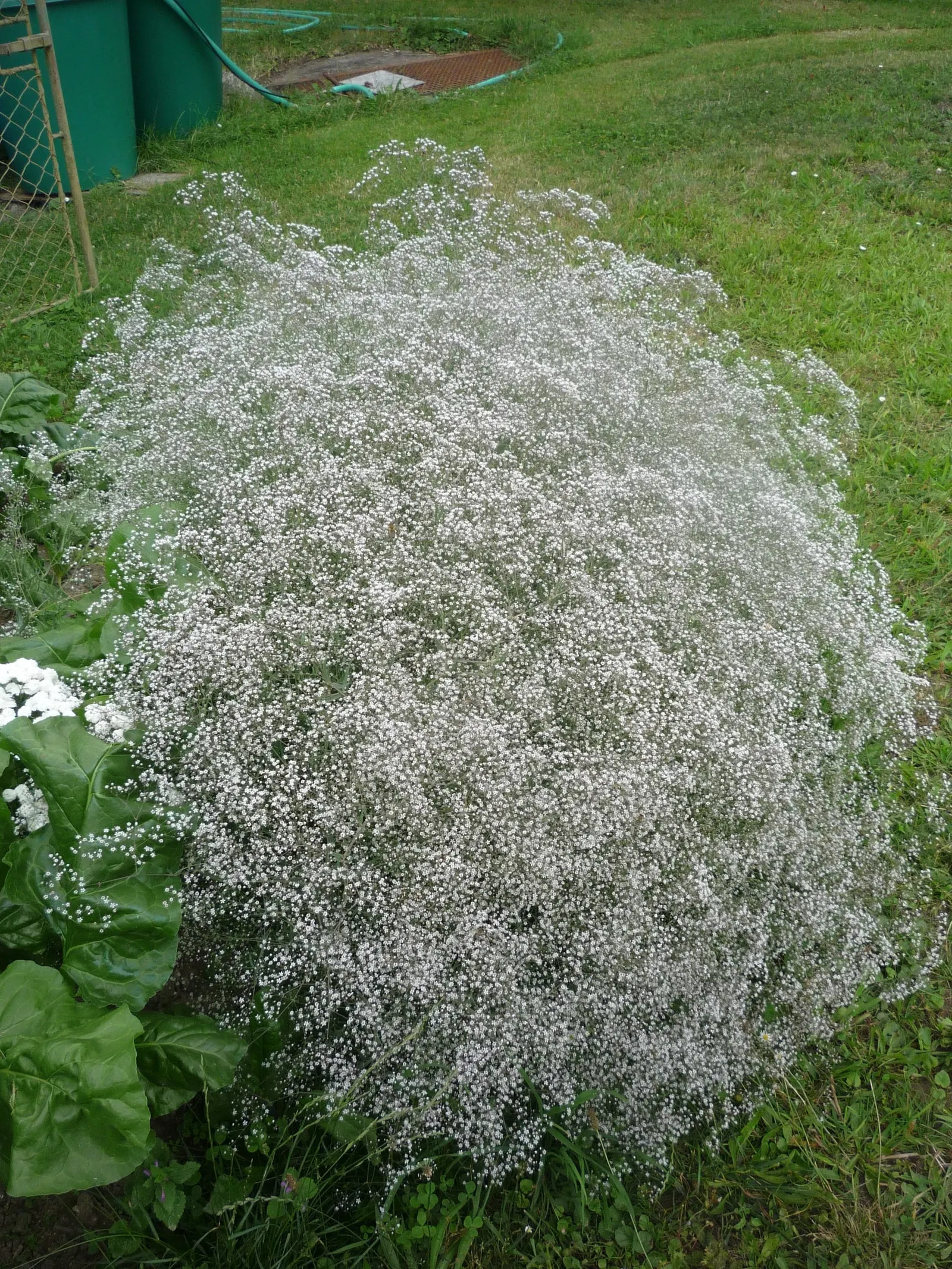 Baby's Breath, Baby'S-Breath (Gypsophila Paniculata) — and as a complement to roses; trim back after the first bloom to encourage a second, image 76