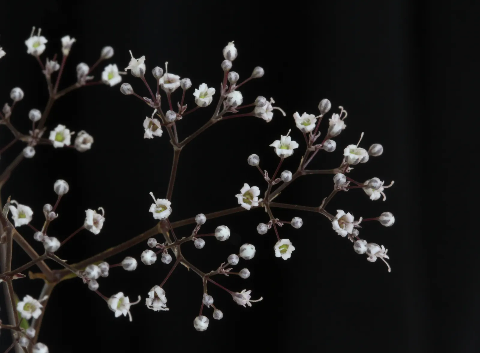 Baby's Breath, Baby'S-Breath (Gypsophila Paniculata) — this plant reaches up to 3 feet in height and spreads up to 2 feet