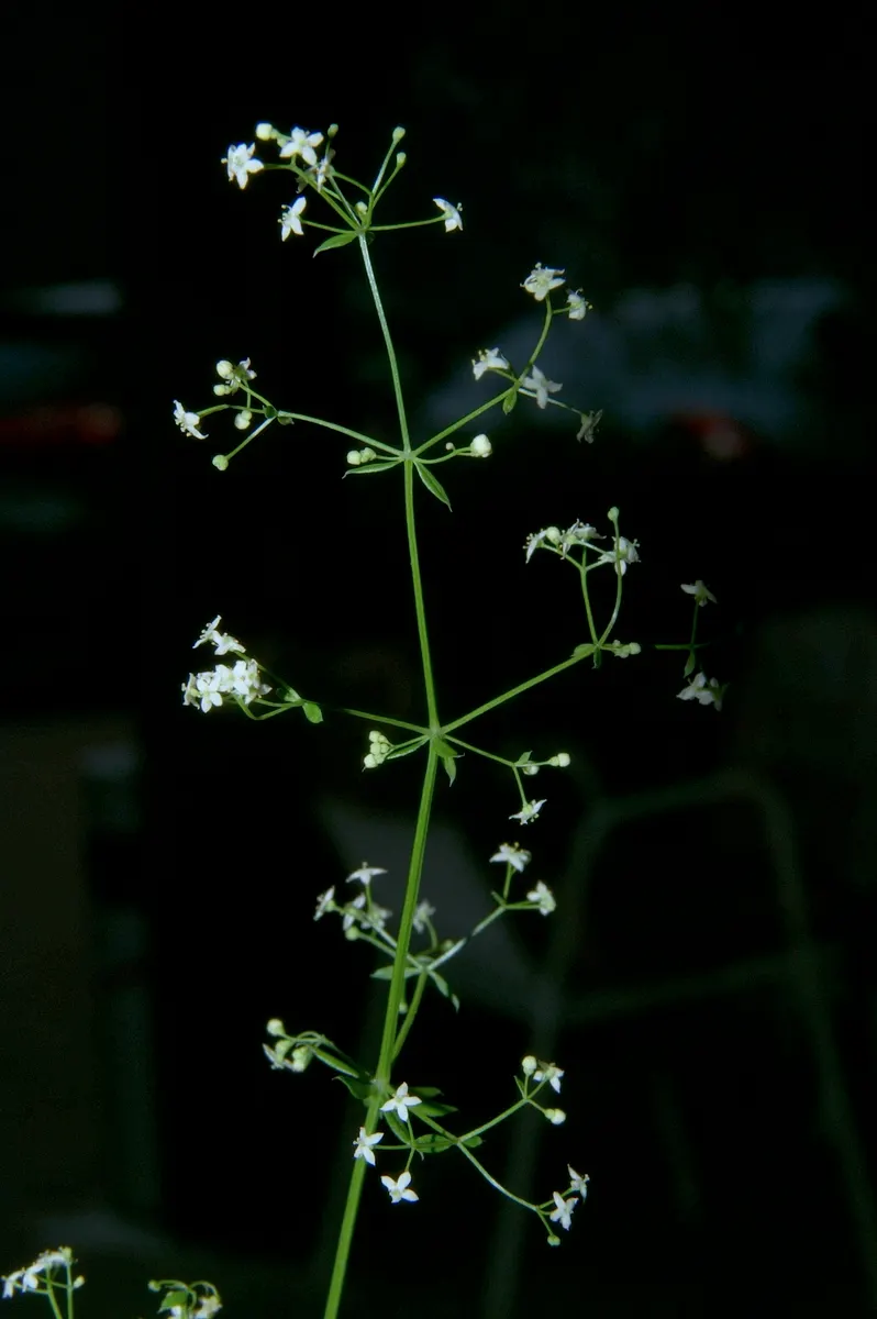Baby's Breath, Baby'S-Breath (Gypsophila Paniculata) — The flowers last particularly well when cut; but can tolerate partial shade, image 78