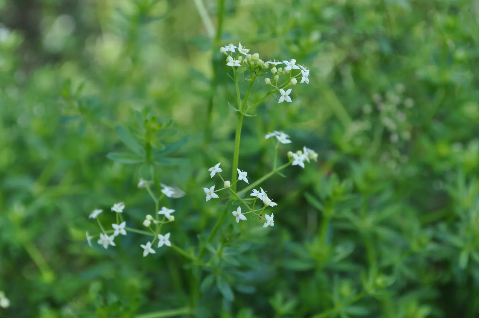 Baby's Breath, Baby'S-Breath (Gypsophila Paniculata) — pink and white flowers in the garden; but can tolerate partial shade
