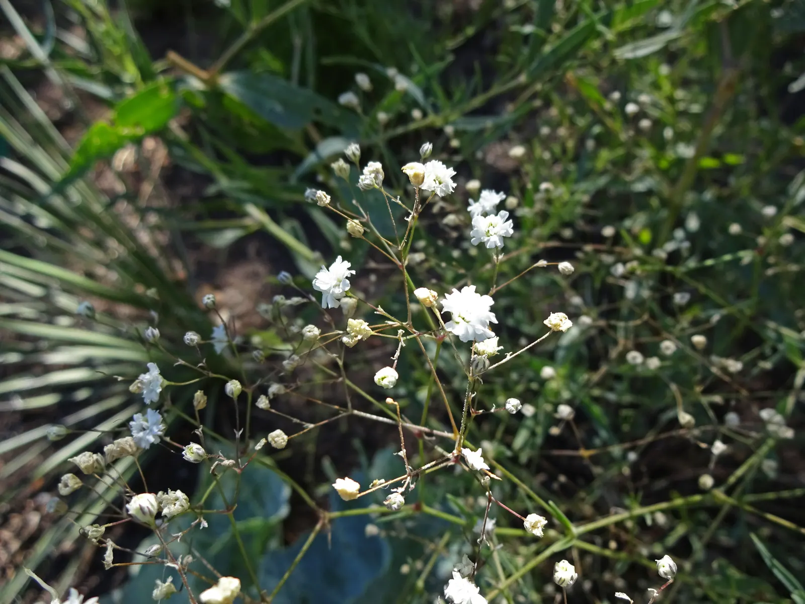 Baby's Breath, Baby'S-Breath (Gypsophila Paniculata) — perennial for full; trim back after the first bloom to encourage a second flowering and, image 84