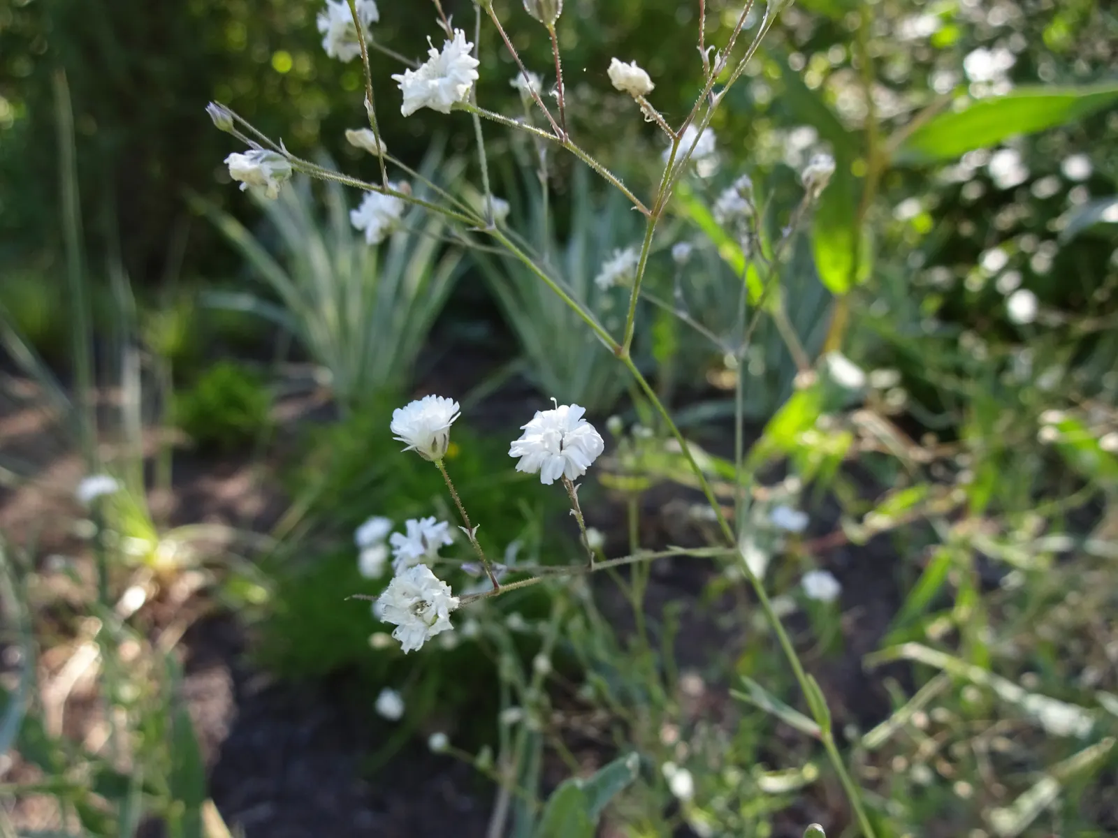 Baby's Breath, Baby'S-Breath (Gypsophila Paniculata) — with a similar spread of 2 to 3 feet; but can tolerate partial shade, image 94