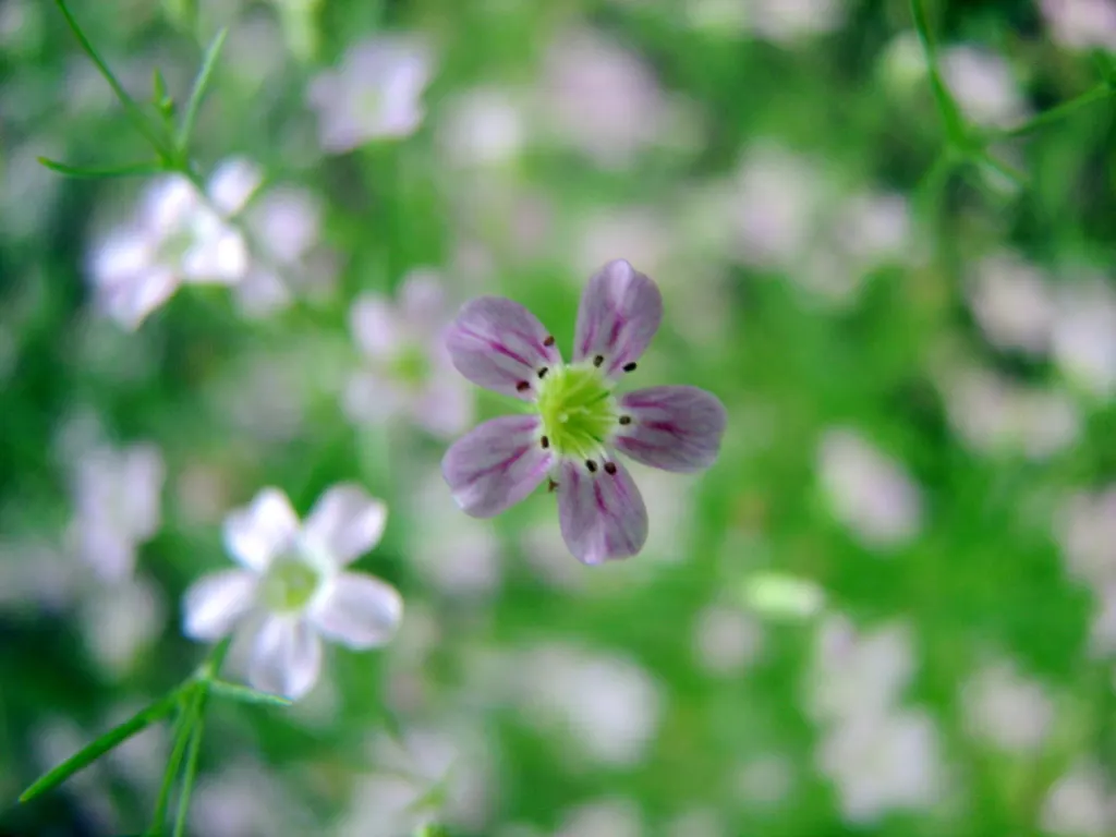 Baby's Breath, Baby'S-Breath (Gypsophila Paniculata) — Trim back after the first bloom to encourage a second flowering and denser growth; this plant reaches up