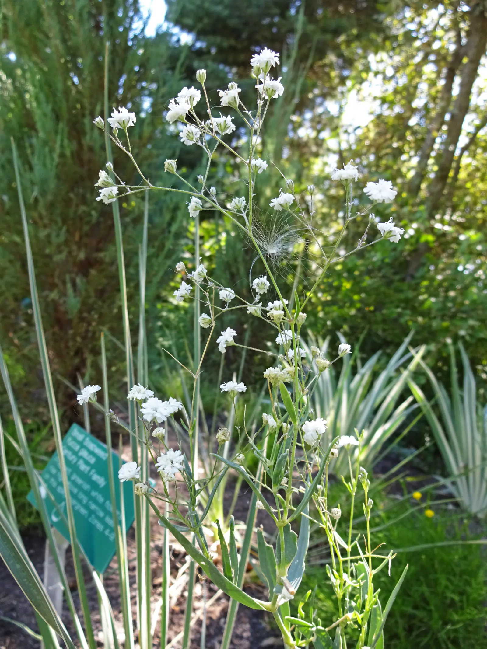 Baby's Breath, Baby'S-Breath (Gypsophila Paniculata) — but can tolerate partial shade