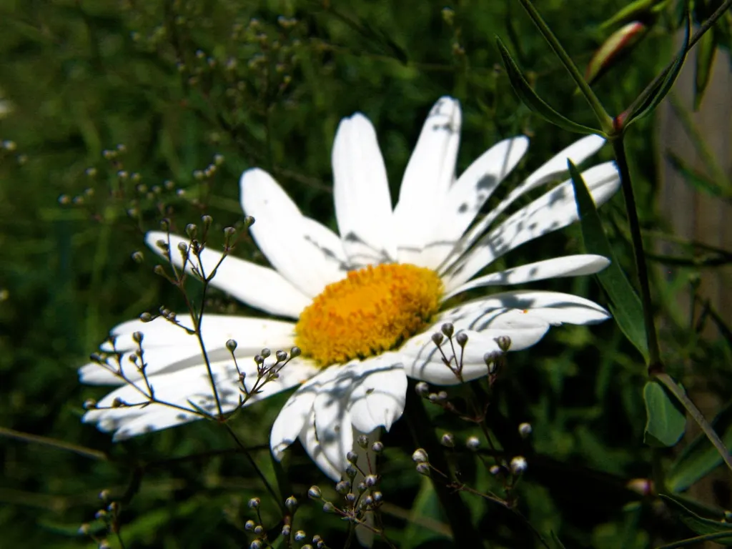 Baby's Breath, Baby'S-Breath (Gypsophila Paniculata) — This plant is known for its fine branching and profusion of tiny; trim back after the first, image 64