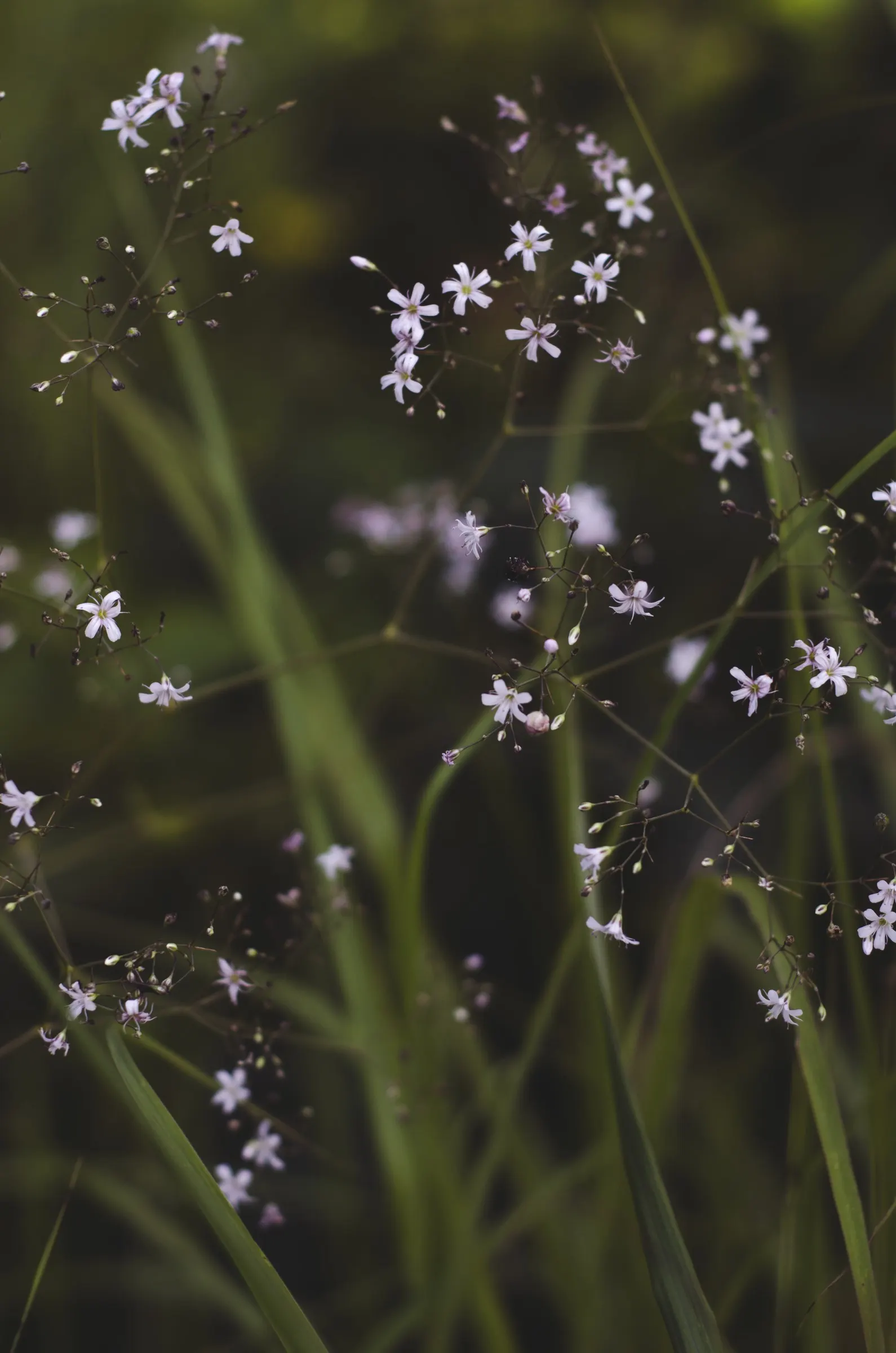 Baby's Breath, Baby'S-Breath (Gypsophila Paniculata) — cloud-like white or pink blooms that create a frothy; this plant reaches up to 3 feet in, image 93