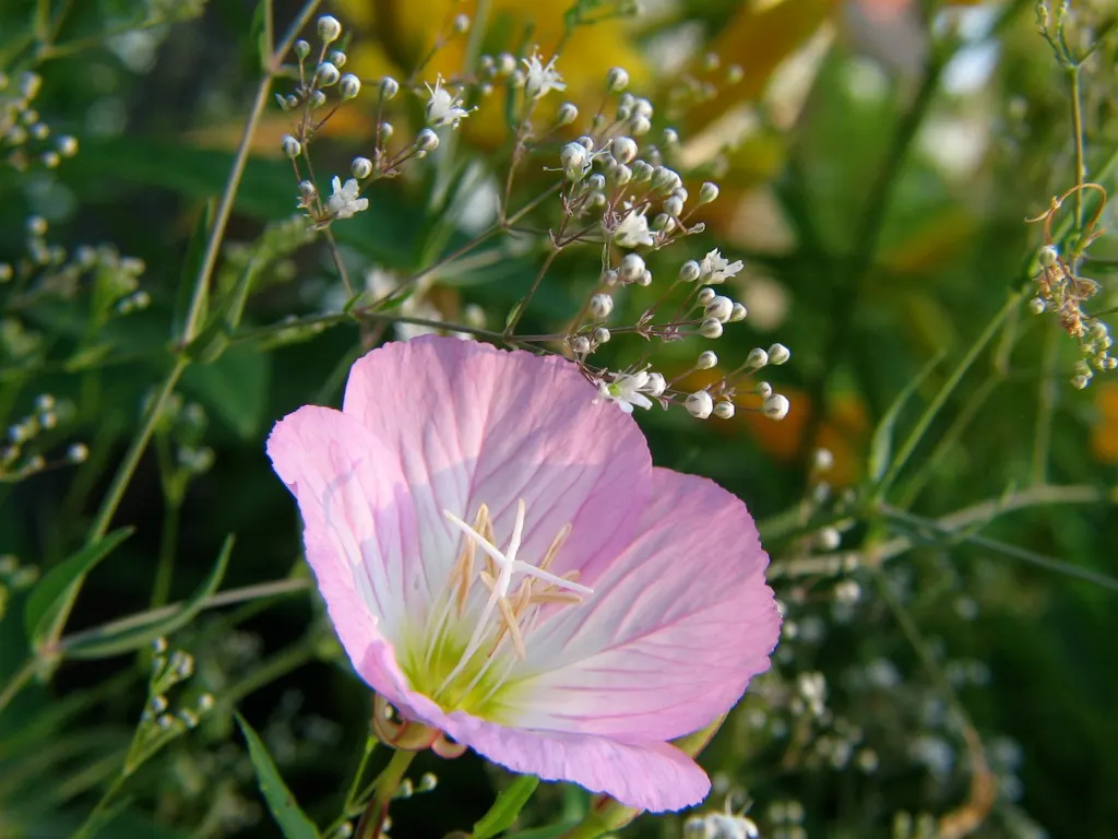 Baby's Breath, Baby'S-Breath (Gypsophila Paniculata) — thriving particularly well in well-drained soil that's on the alkaline side; trim back after, image 68
