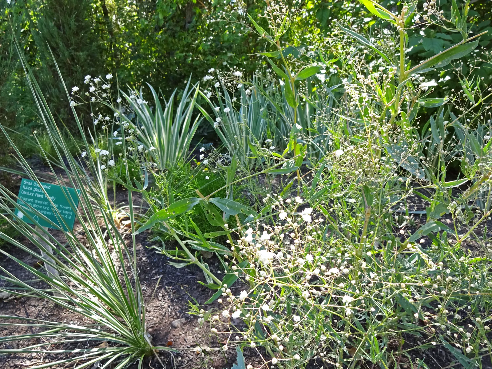 Baby's Breath, Baby'S-Breath (Gypsophila Paniculata) — suitable for USDA Zones 3 through 9.<br><br>Offering a long blooming period from early to late summer