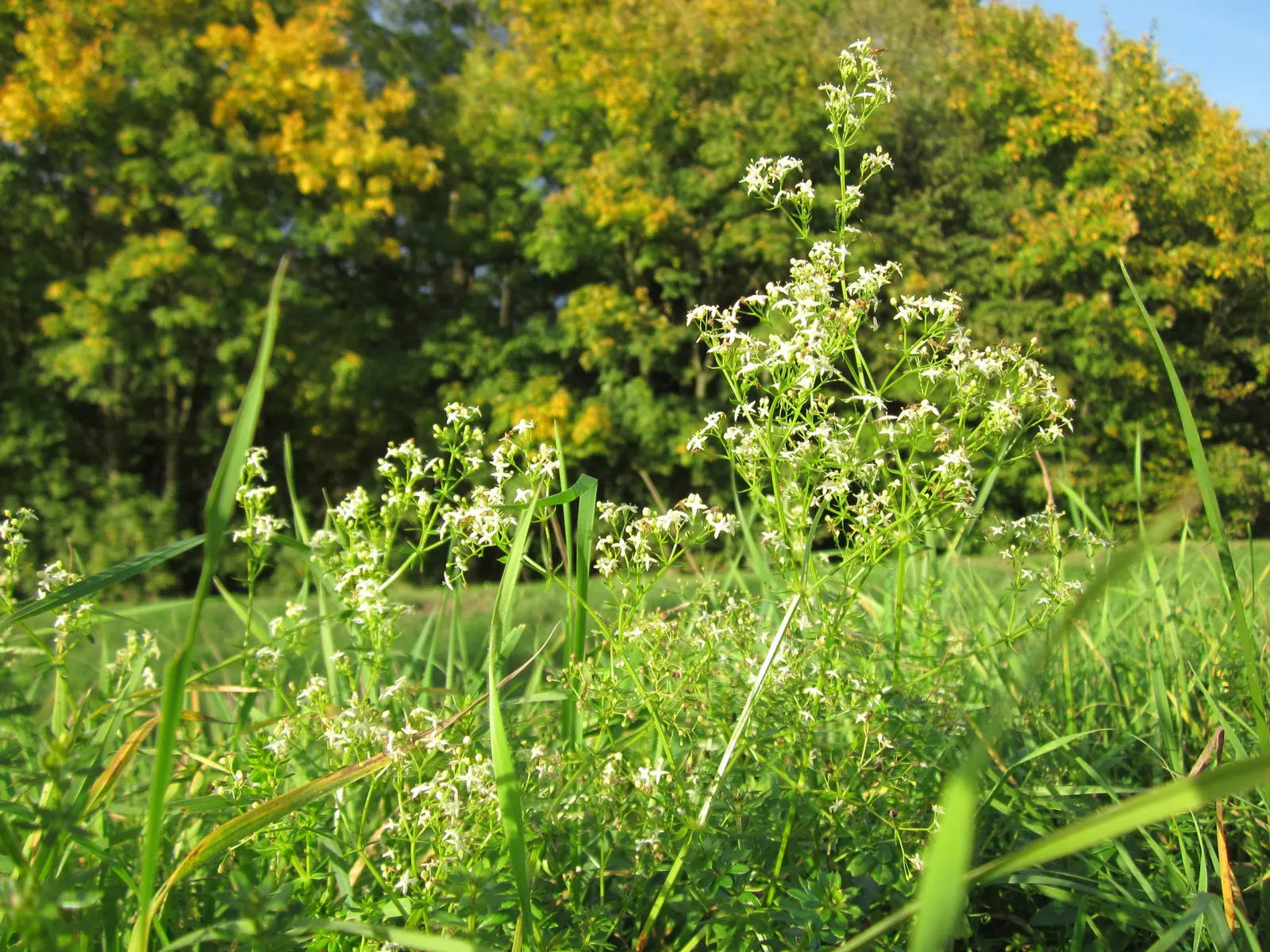 Baby's Breath, Baby'S-Breath (Gypsophila Paniculata) — Thriving in full sun and well-drained soil; this plant reaches up to 3 feet in height and spreads up to