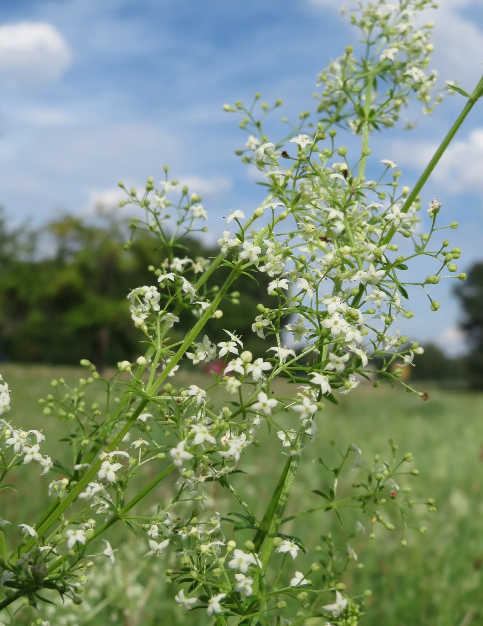 Baby's Breath, Baby'S-Breath (Gypsophila Paniculata) — it blooms from early summer to fall