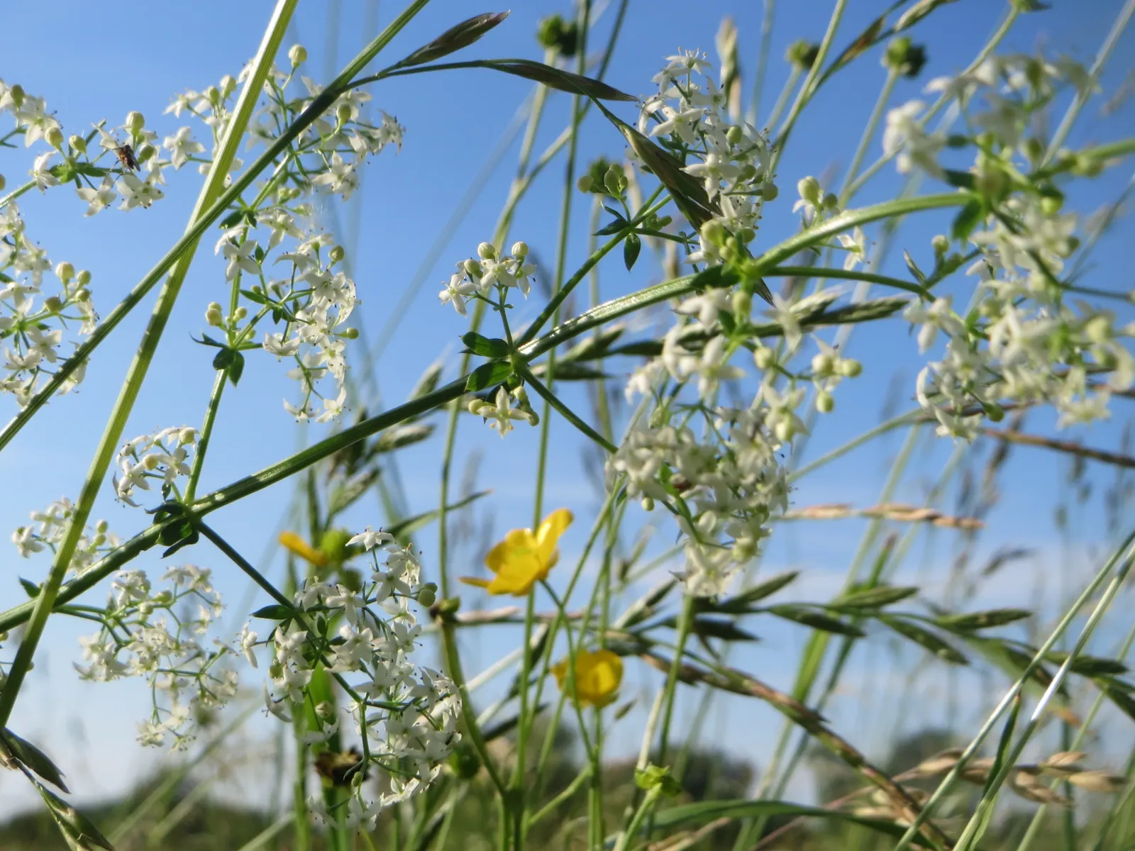Baby's Breath, Baby'S-Breath (Gypsophila Paniculata) — Hardiness is a notable feature