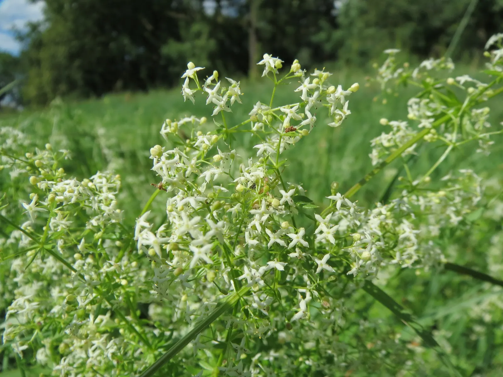 Baby's Breath, Baby'S-Breath (Gypsophila Paniculata) — pink and white flowers in the garden