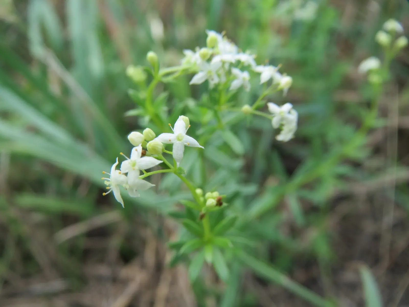 Baby's Breath, Baby'S-Breath (Gypsophila Paniculata) — Regular watering and occasional fertilizing will keep this charming plant looking its best; trim back