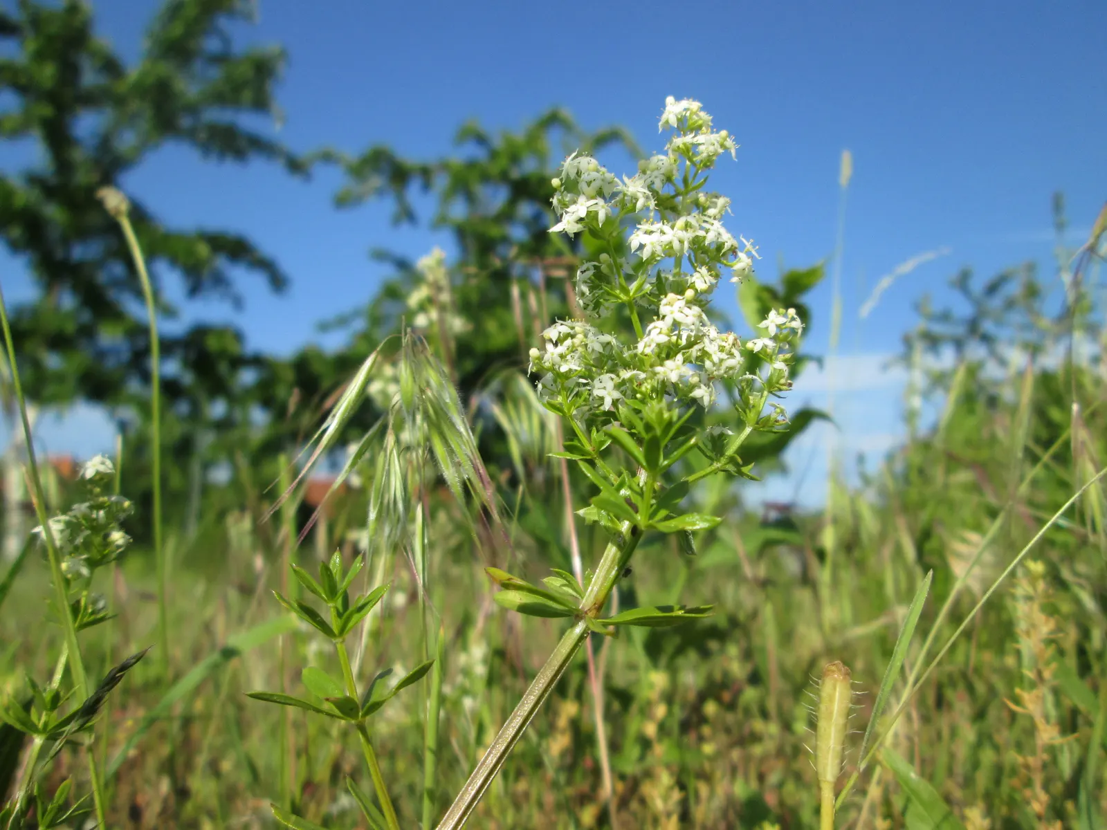 Baby's Breath, Baby'S-Breath (Gypsophila Paniculata) — with a pH range of 7.0 to 7.5