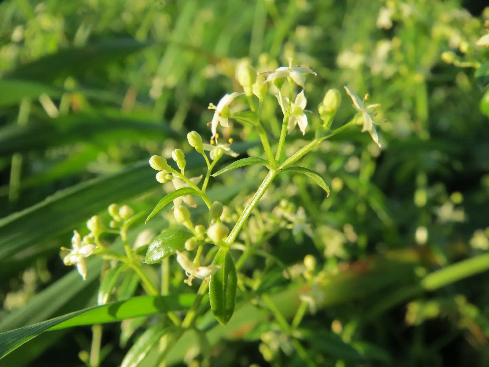Baby's Breath, Baby'S-Breath (Gypsophila Paniculata) — Regular watering and occasional fertilizing will keep this charming plant looking its best