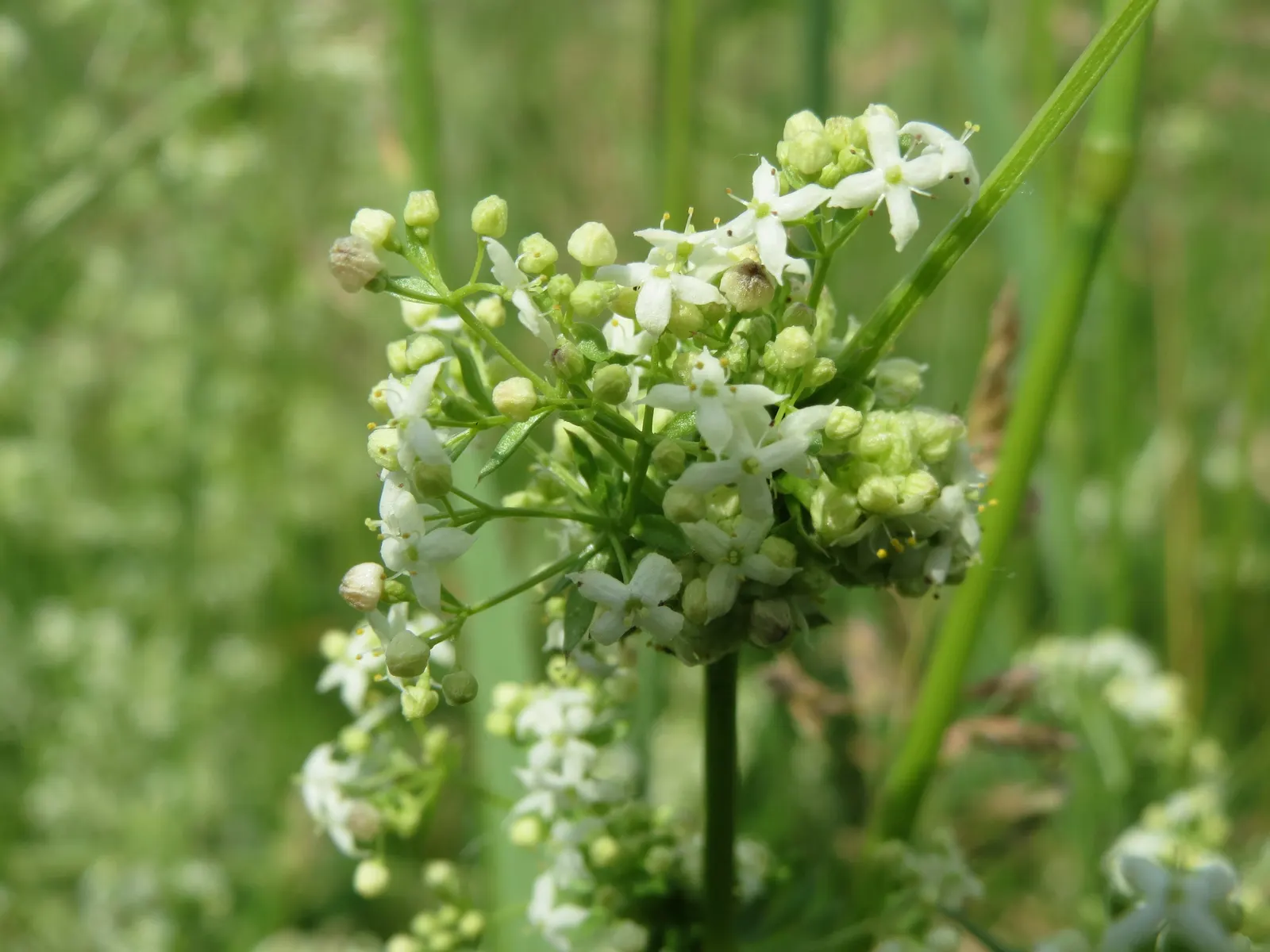 Baby's Breath, Baby'S-Breath (Gypsophila Paniculata) — This plant is known for its fine branching and profusion of tiny; trim back after the first, image 92