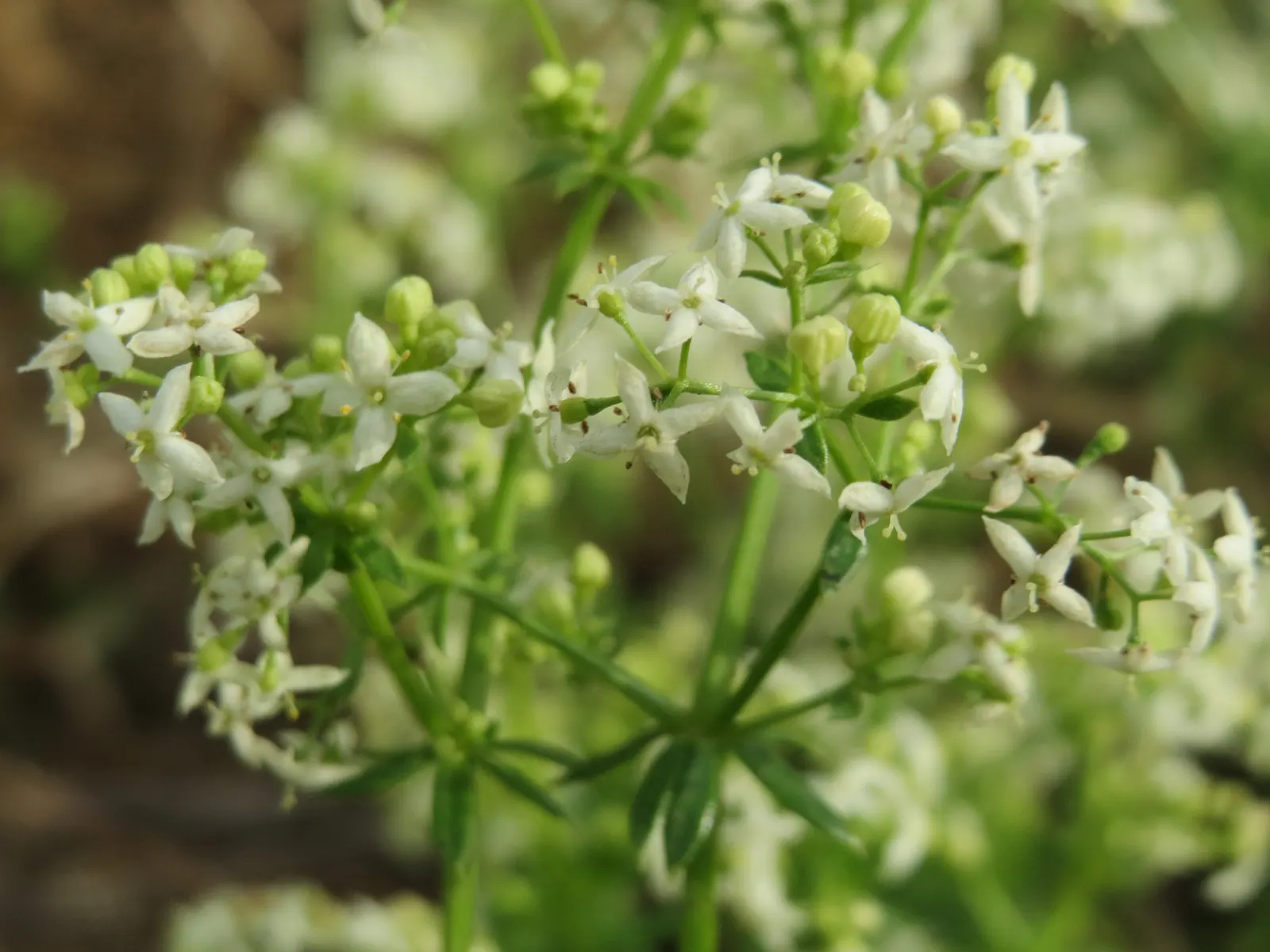 Baby's Breath, Baby'S-Breath (Gypsophila Paniculata) — making this plant a staple for fresh bouquets and dried floral arrangements; airy touch to any garden