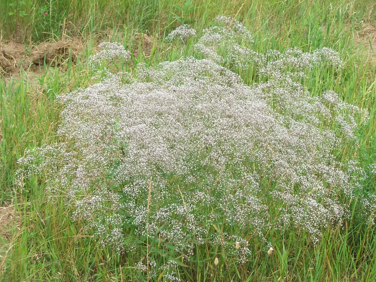 Baby's Breath, Baby'S-Breath (Gypsophila Paniculata) — commonly known as Baby's Breath