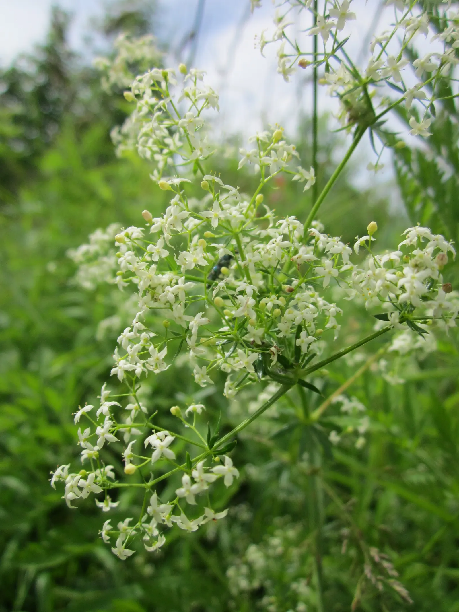 Baby's Breath, Baby'S-Breath (Gypsophila Paniculata) — suitable for USDA Zones 3 through 9.<br><br>Offering a long blooming period from early to, image 72