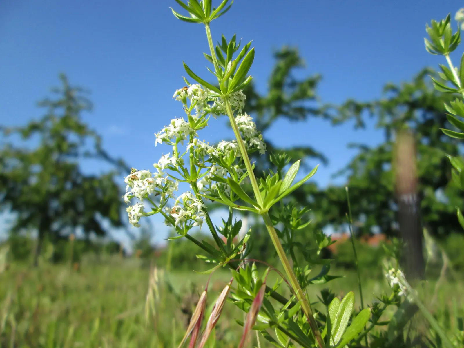 Baby's Breath, Baby'S-Breath (Gypsophila Paniculata) — Baby's Breath adds a light
