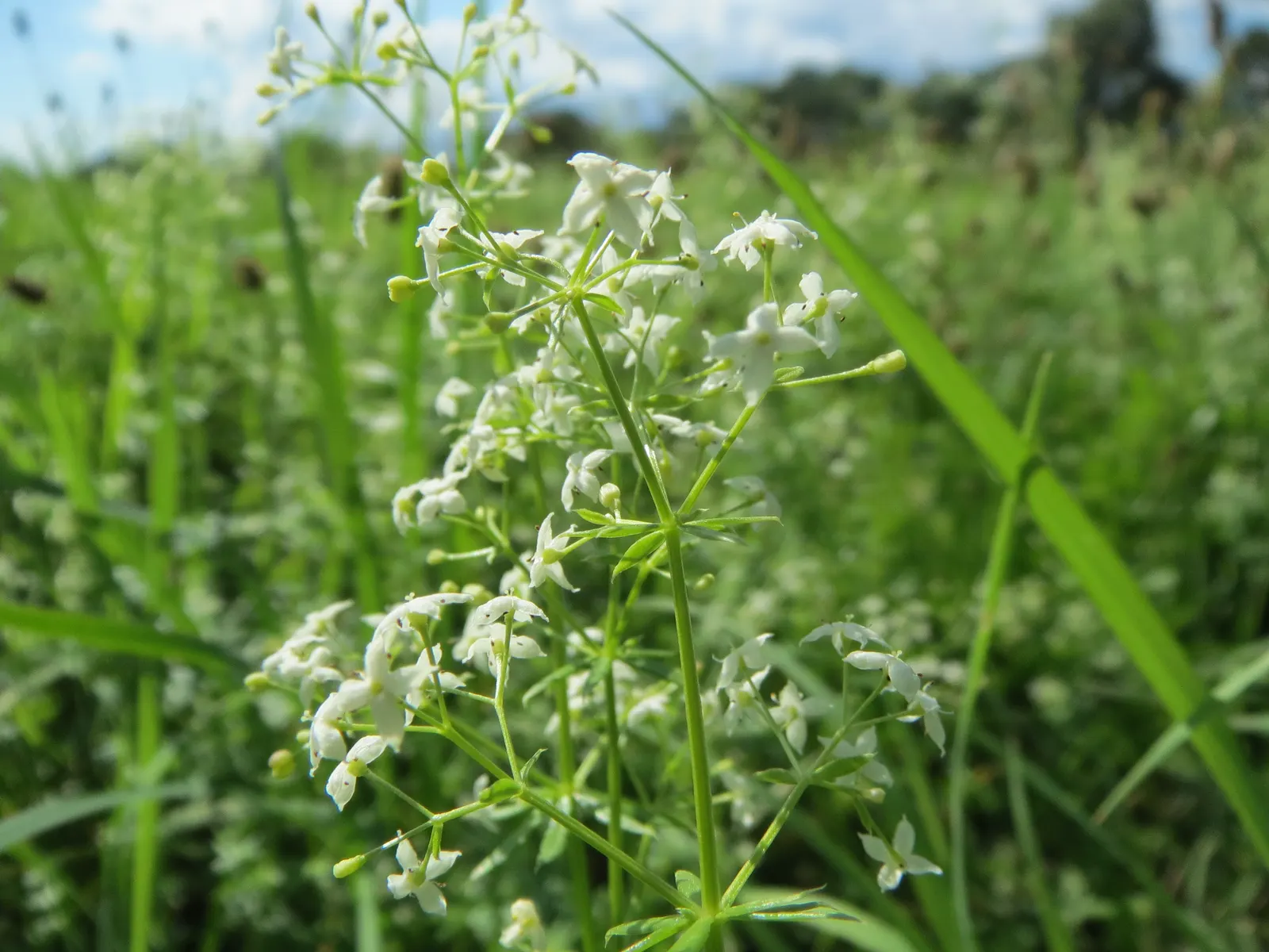 Baby's Breath, Baby'S-Breath (Gypsophila Paniculata) — thriving particularly well in well-drained soil that's on the alkaline side; trim back after the first