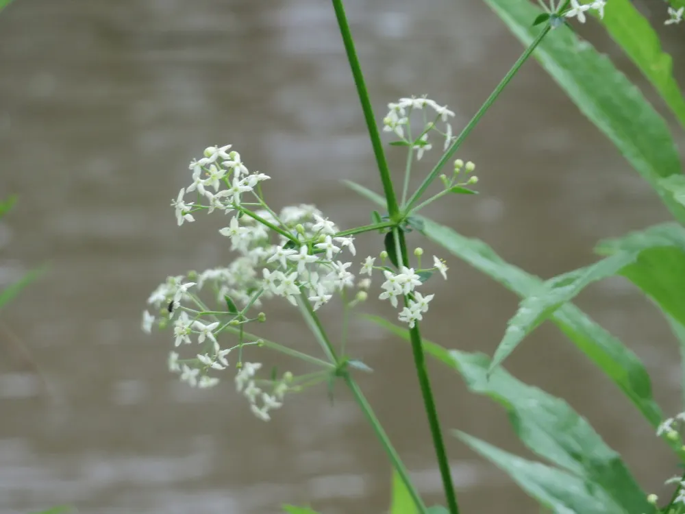 Baby's Breath, Baby'S-Breath (Gypsophila Paniculata) — Favored in garden designs for its delicate texture; airy touch to any garden design, image 87