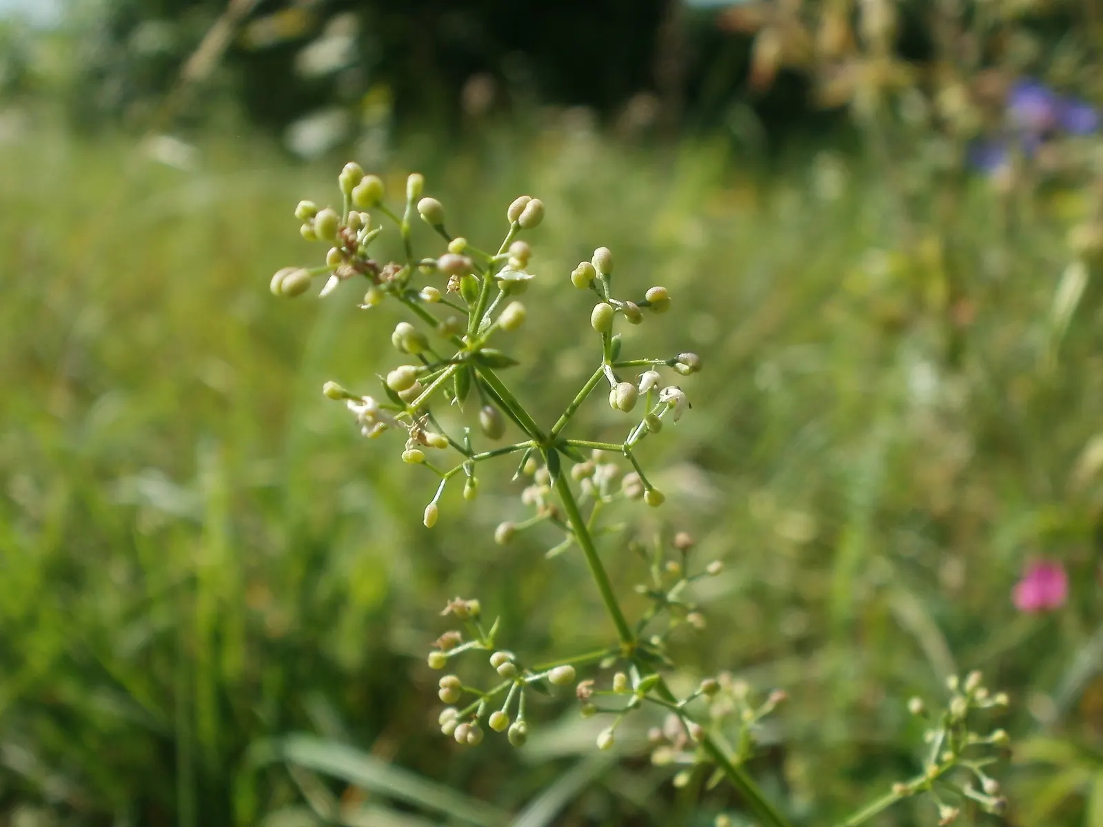 Baby's Breath, Baby'S-Breath (Gypsophila Paniculata) — but can tolerate partial shade; airy touch to any garden design