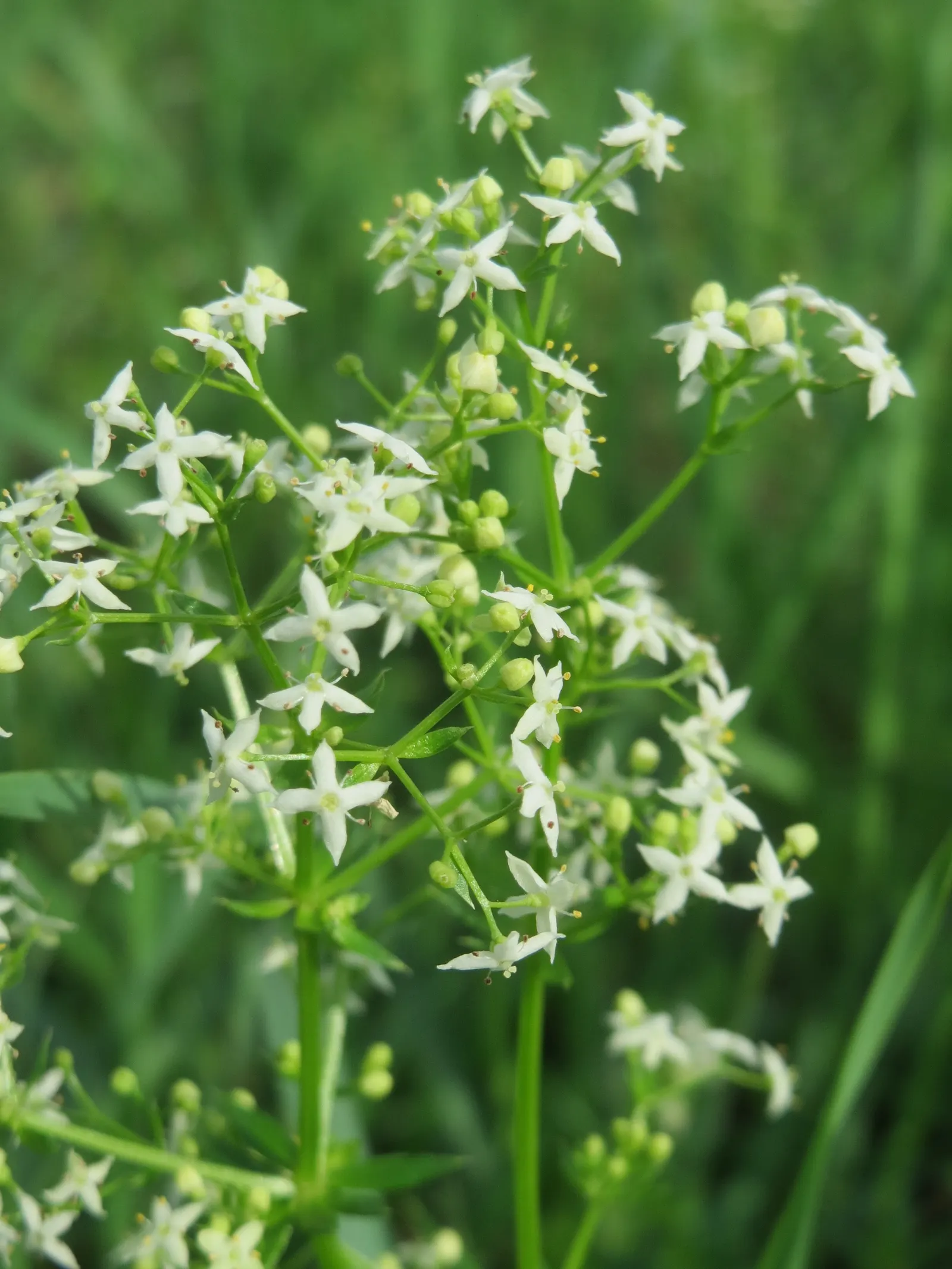 Baby's Breath, Baby'S-Breath (Gypsophila Paniculata) — airy touch to any garden design; but can tolerate partial shade