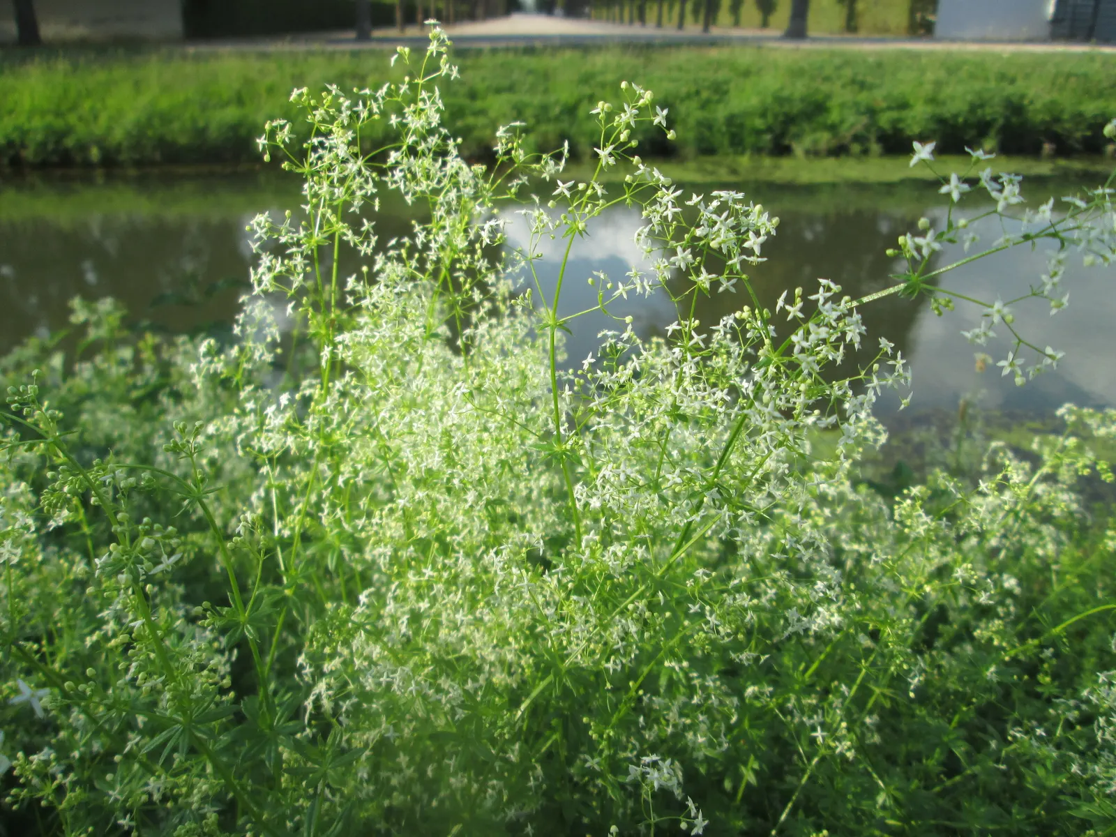 Baby's Breath, Baby'S-Breath (Gypsophila Paniculata) — ethereal touch to landscapes and floral arrangements; airy touch to any garden design