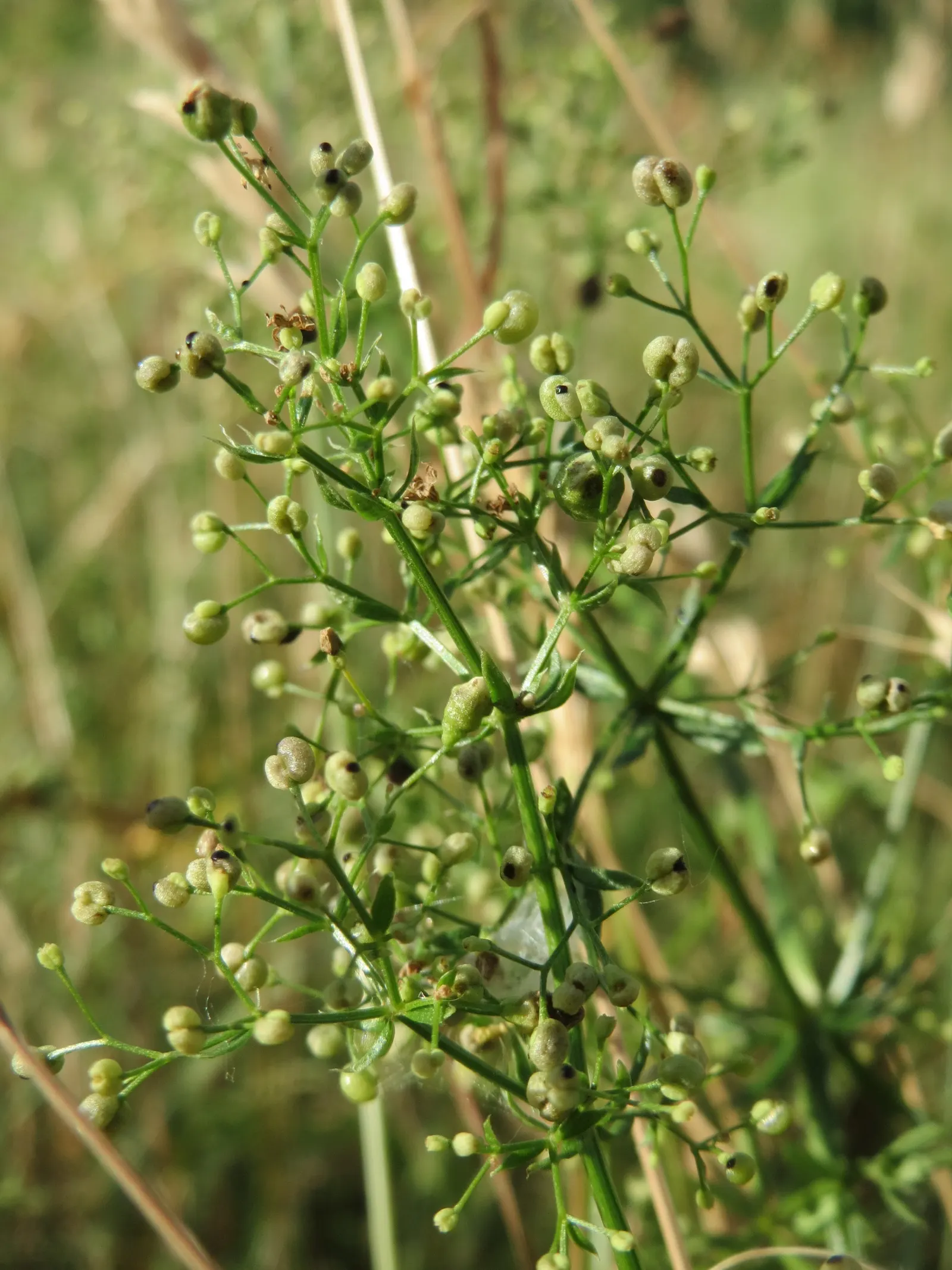 Baby's Breath, Baby'S-Breath (Gypsophila Paniculata) — is a beloved perennial valued for its airy clouds of tiny white flowers; but can tolerate partial shade