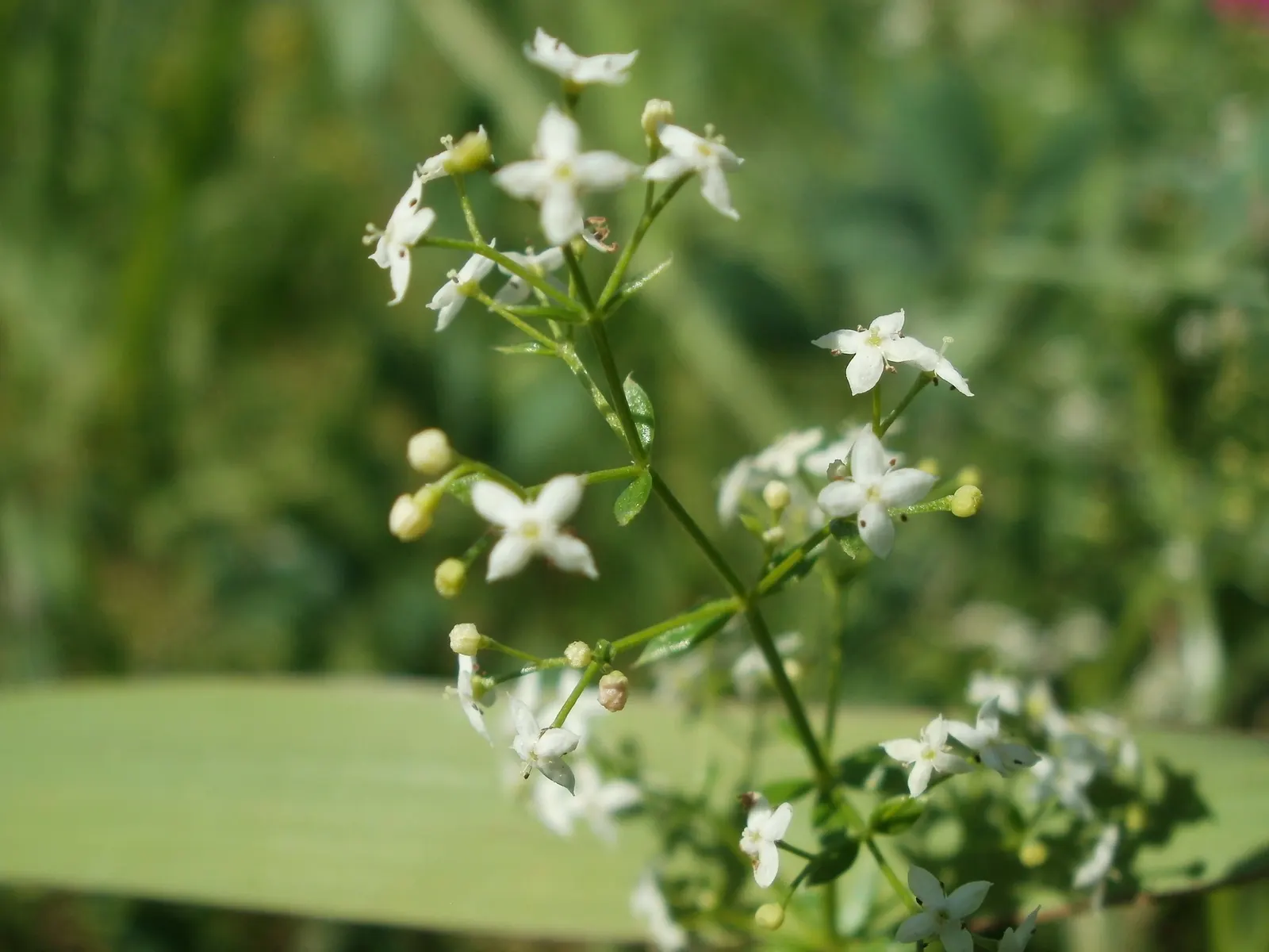 Baby's Breath, Baby'S-Breath (Gypsophila Paniculata) — but can tolerate partial shade; airy touch to any garden design, image 67