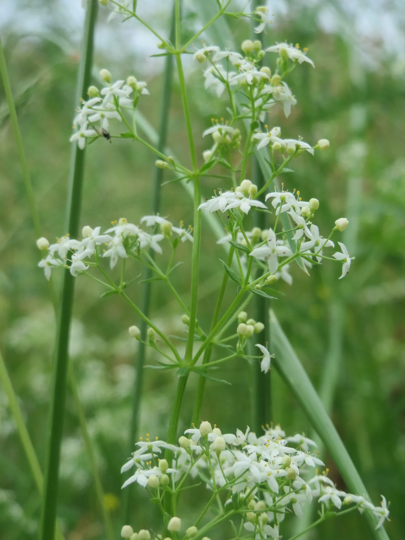 Baby's Breath, Baby'S-Breath (Gypsophila Paniculata) — Favored in garden designs for its delicate texture; airy touch to any garden design, image 59