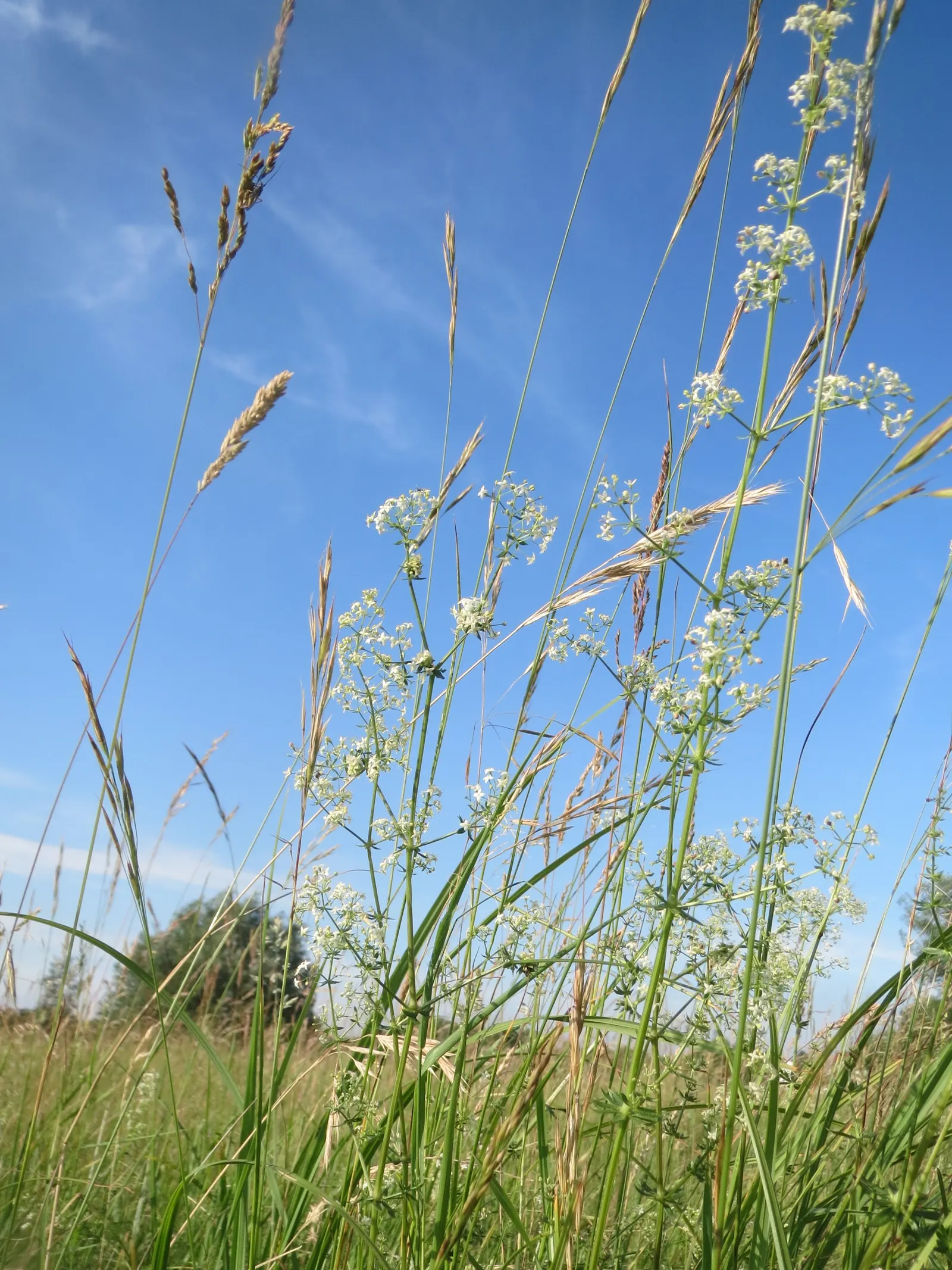 Baby's Breath, Baby'S-Breath (Gypsophila Paniculata) — airy touch to any garden design