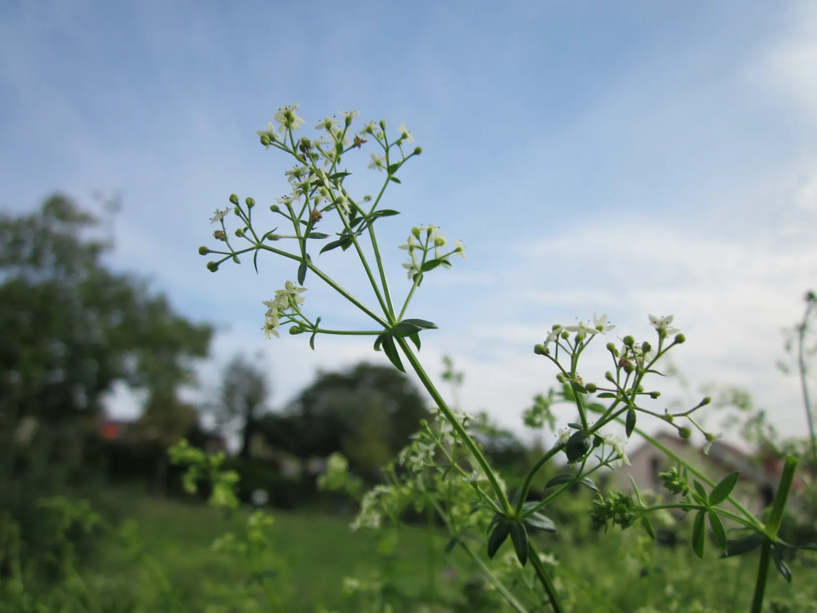 Baby's Breath, Baby'S-Breath (Gypsophila Paniculata) — this plant reaches up to 3 feet in height and spreads up to 2 feet; trim back after the, image 60