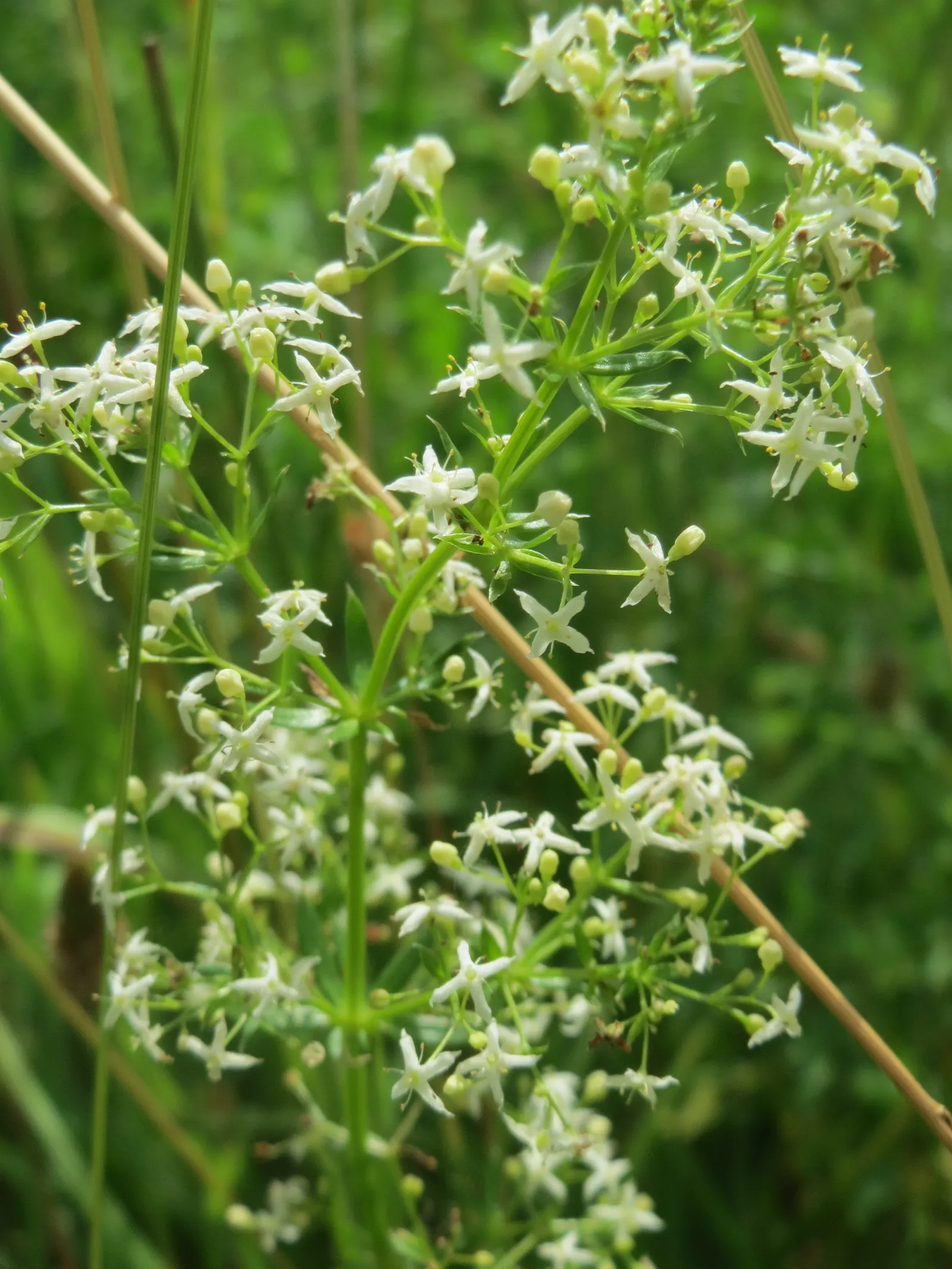 Baby's Breath, Baby'S-Breath (Gypsophila Paniculata) — cloud-like white or pink blooms that create a frothy; this plant reaches up to 3 feet in, image 65