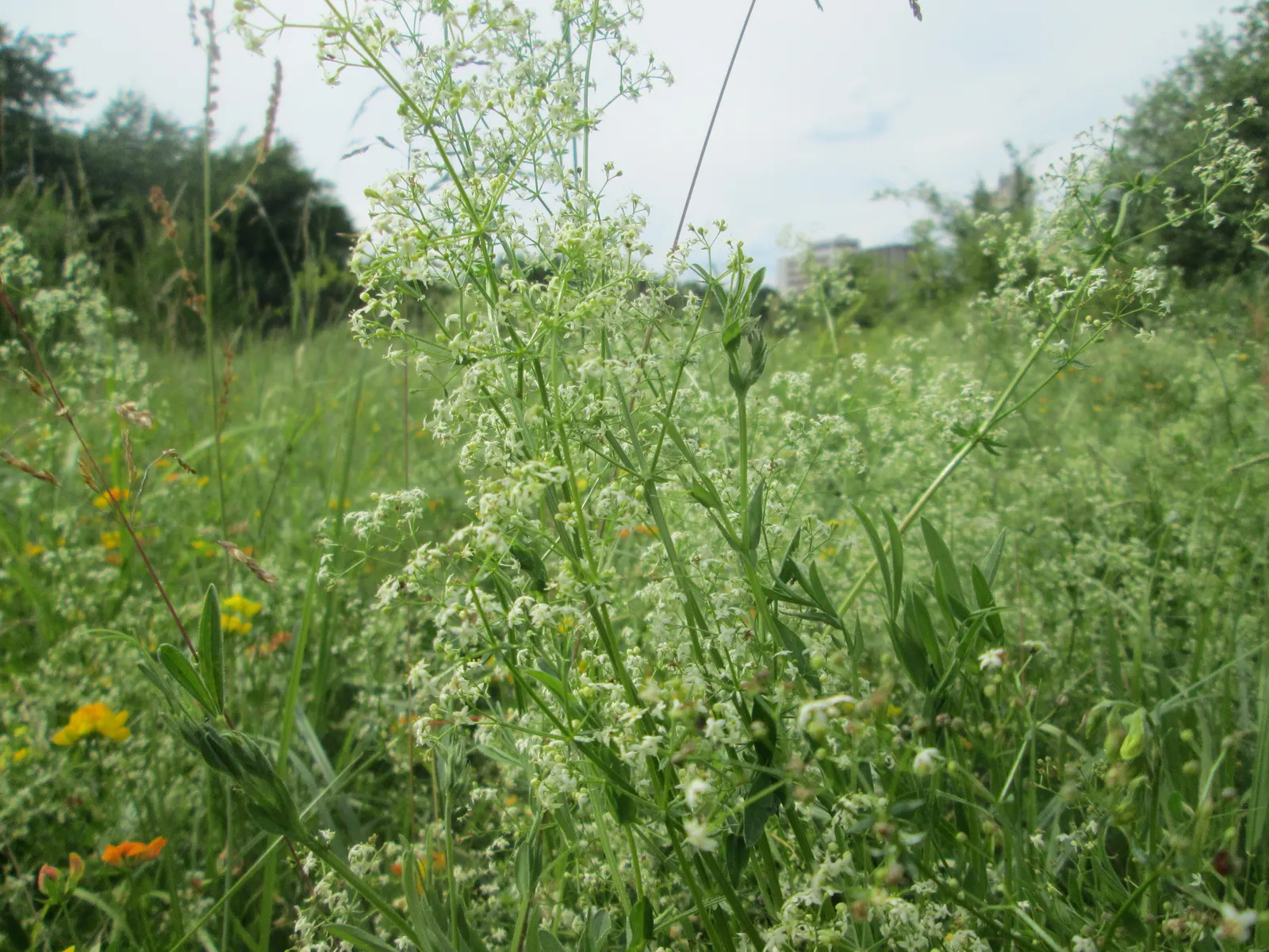 Baby's Breath, Baby'S-Breath (Gypsophila Paniculata) — thriving particularly well in well-drained soil that's on the alkaline side