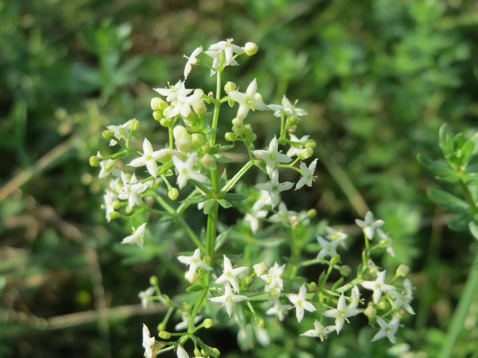 Baby's Breath, Baby'S-Breath (Gypsophila Paniculata) — Hardiness is a notable feature; but can tolerate partial shade