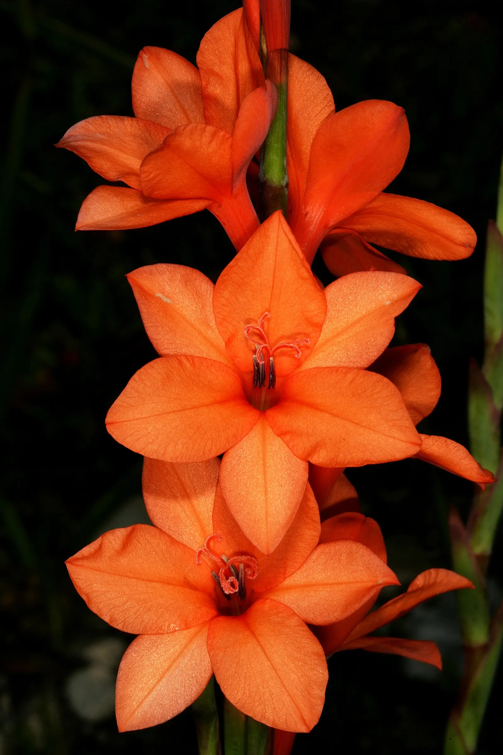 Orange Watsonia (Watsonia Strains Orange) — Hailing from the Iris family