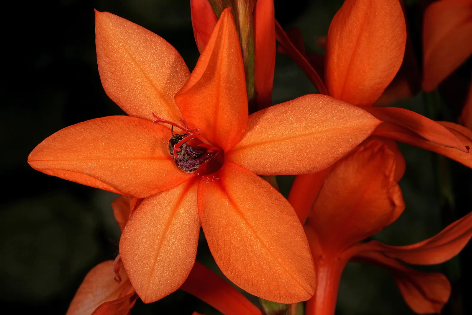Orange Watsonia (Watsonia Strains Orange) — This South African native prefers well-drained soil and full sun