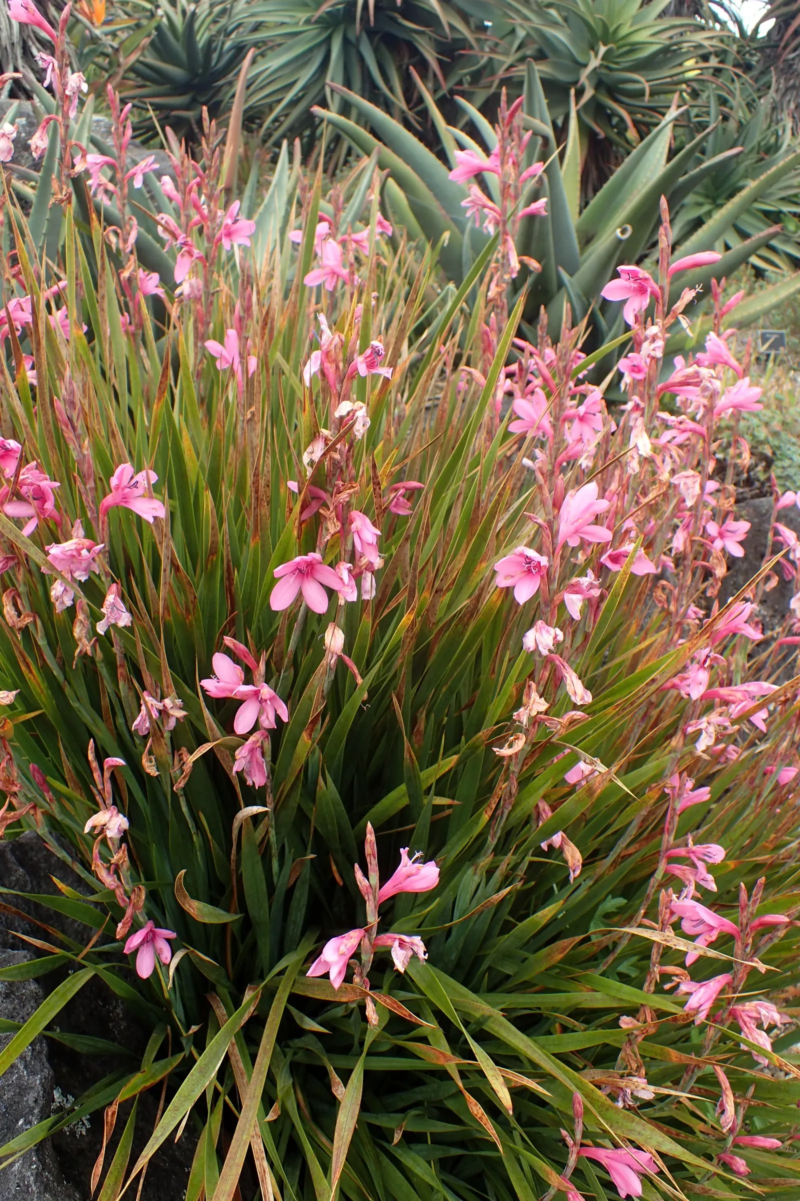 Orange Watsonia (Watsonia Strains Orange) — it is known for its fiery orange