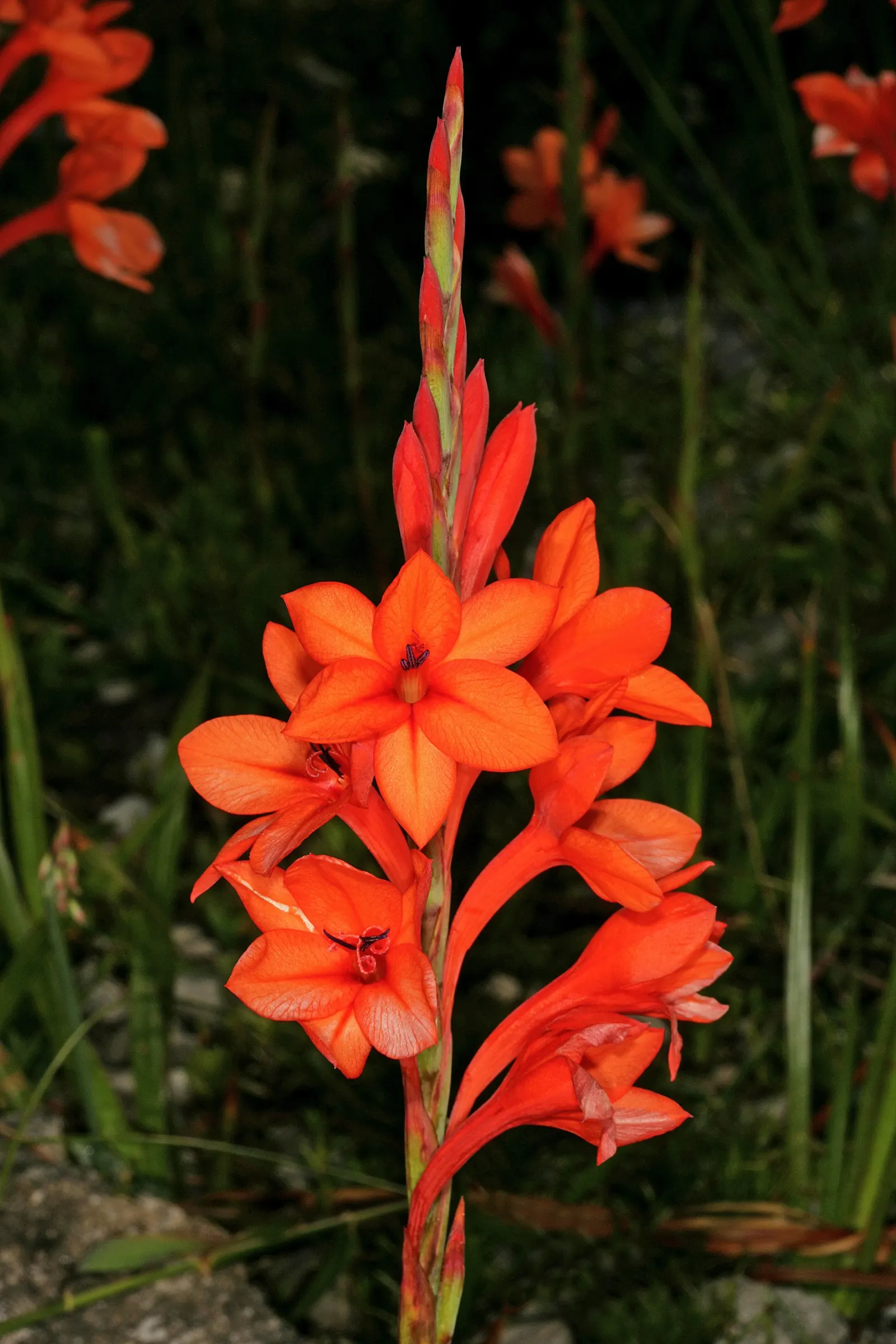 Orange Watsonia (Watsonia Strains Orange) — Hardy in USDA zones 8-10, it brings dramatic vertical interest and attracts hummingbirds