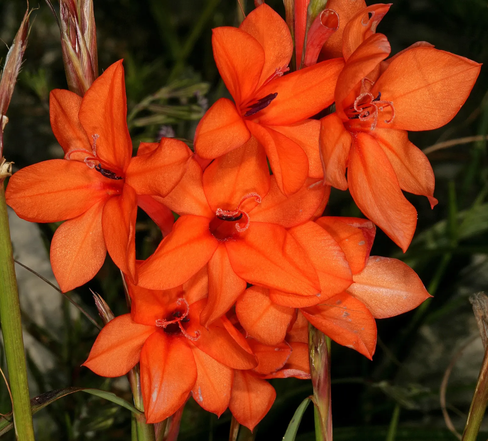 Orange Watsonia (Watsonia Strains Orange) — It blooms in late spring to summer, reaching 2 to 5 feet tall