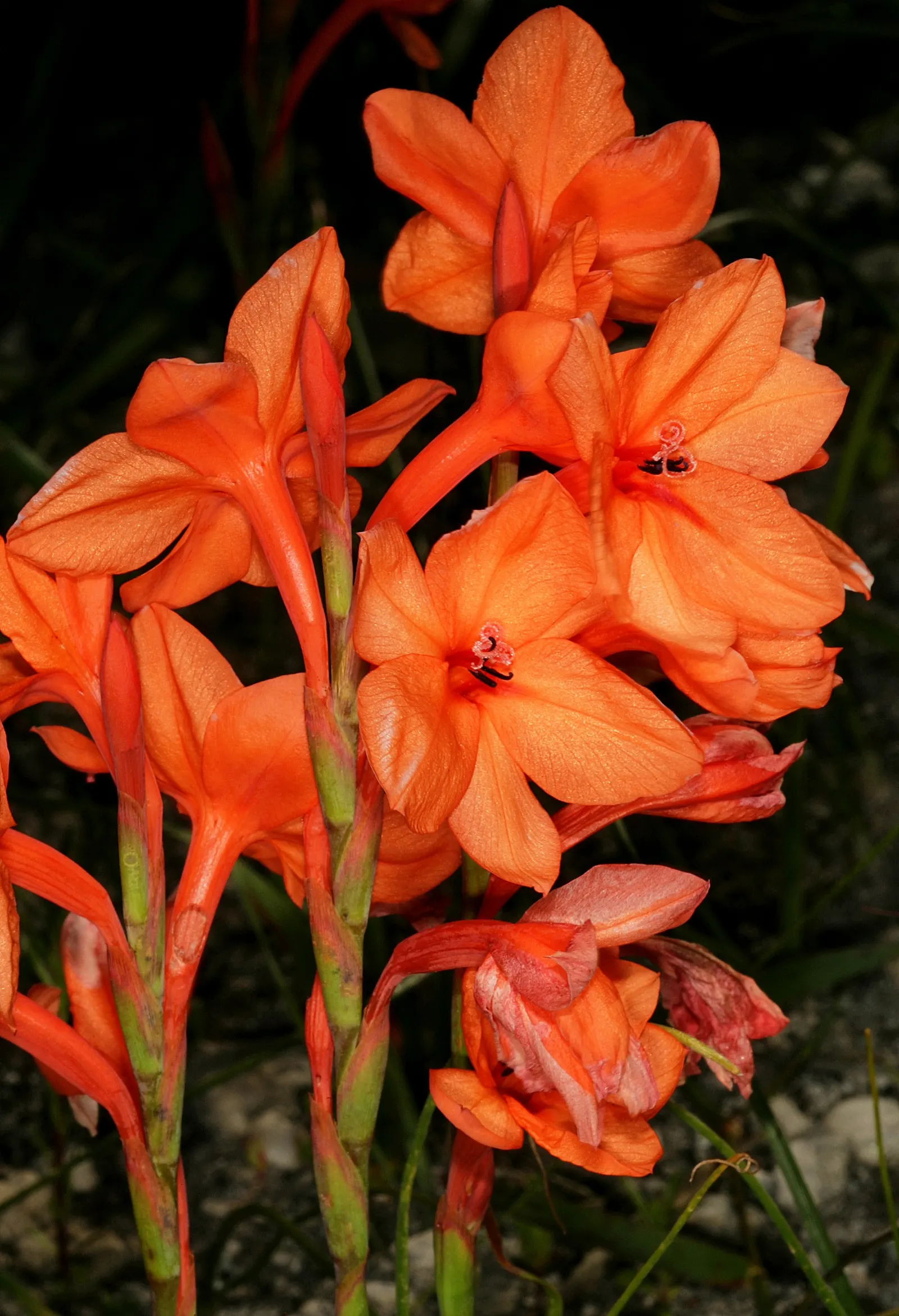 Orange Watsonia (Watsonia Strains Orange) — Space these eye-catching bulbs 18 inches apart for a dazzling display in temperate gardens