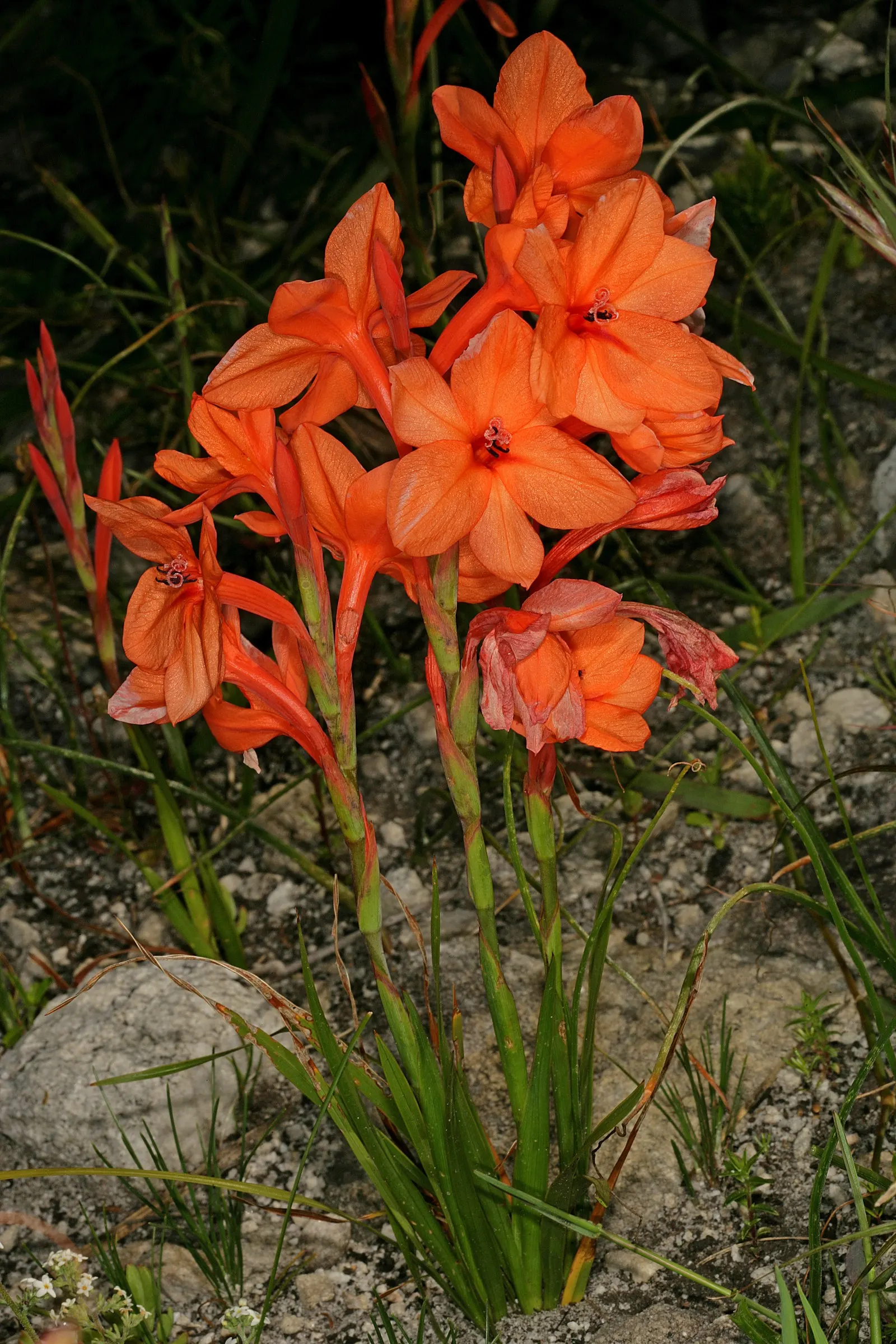 Orange Watsonia (Watsonia Strains Orange) — 'bulbillifera') is a vibrant perennial, flaunting spikes of tubular orange flowers