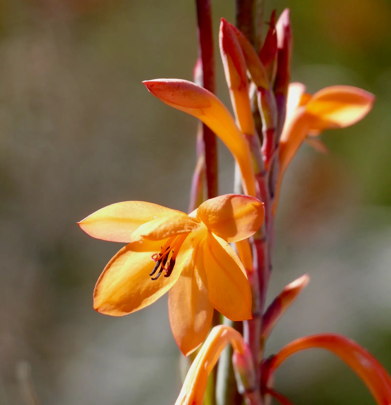Orange Watsonia (Watsonia Strains Orange) — trumpet-shaped flowers that bloom atop tall
