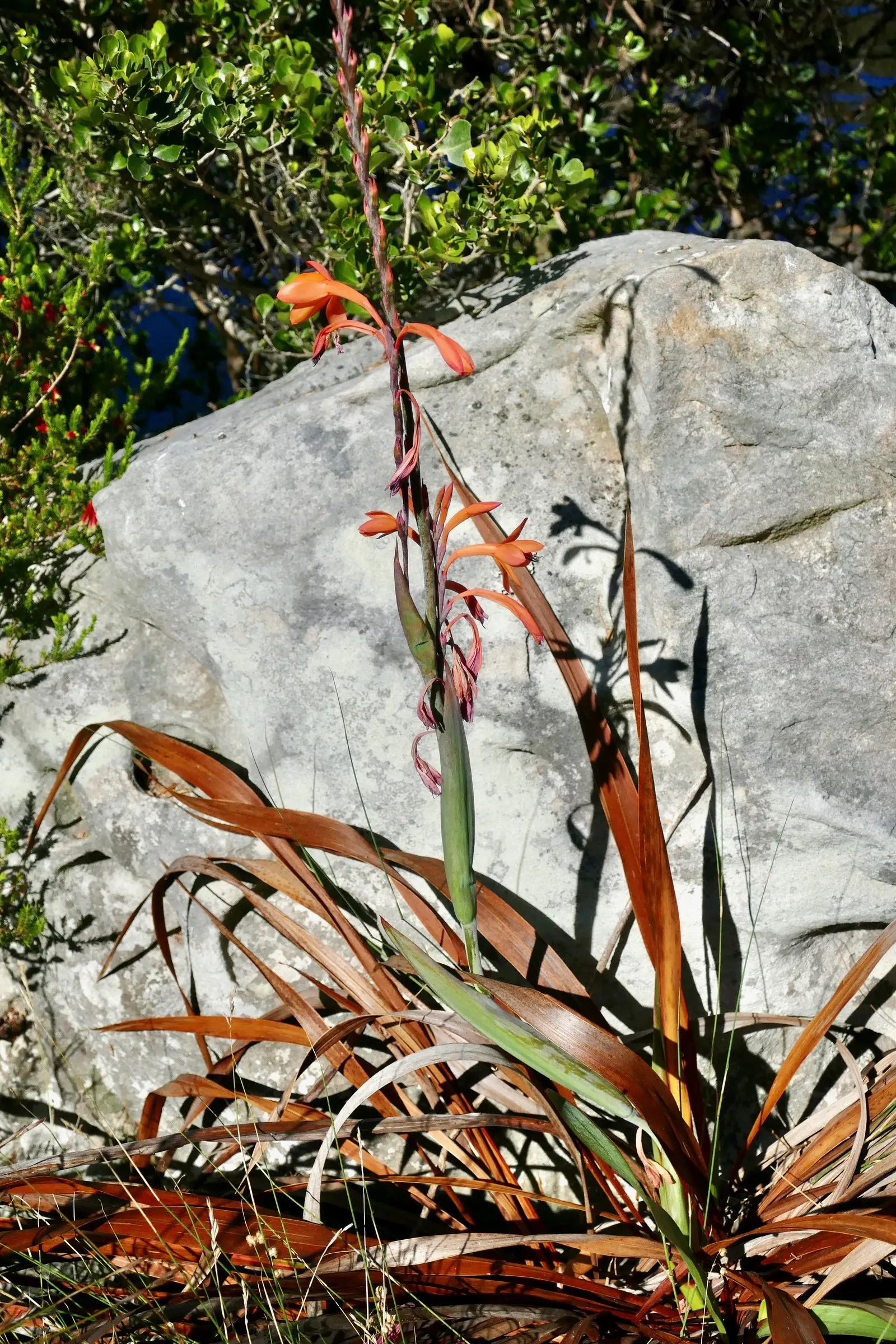 Orange Watsonia (Watsonia Strains Orange) — The Orange Watsonia (Watsonia meriana var