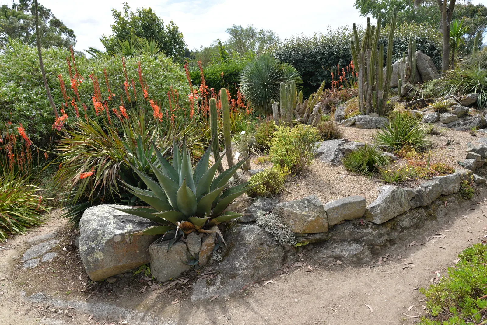 Orange Watsonia (Watsonia Strains Orange) — Its upright growth habit and sword-like foliage add vertical interest
